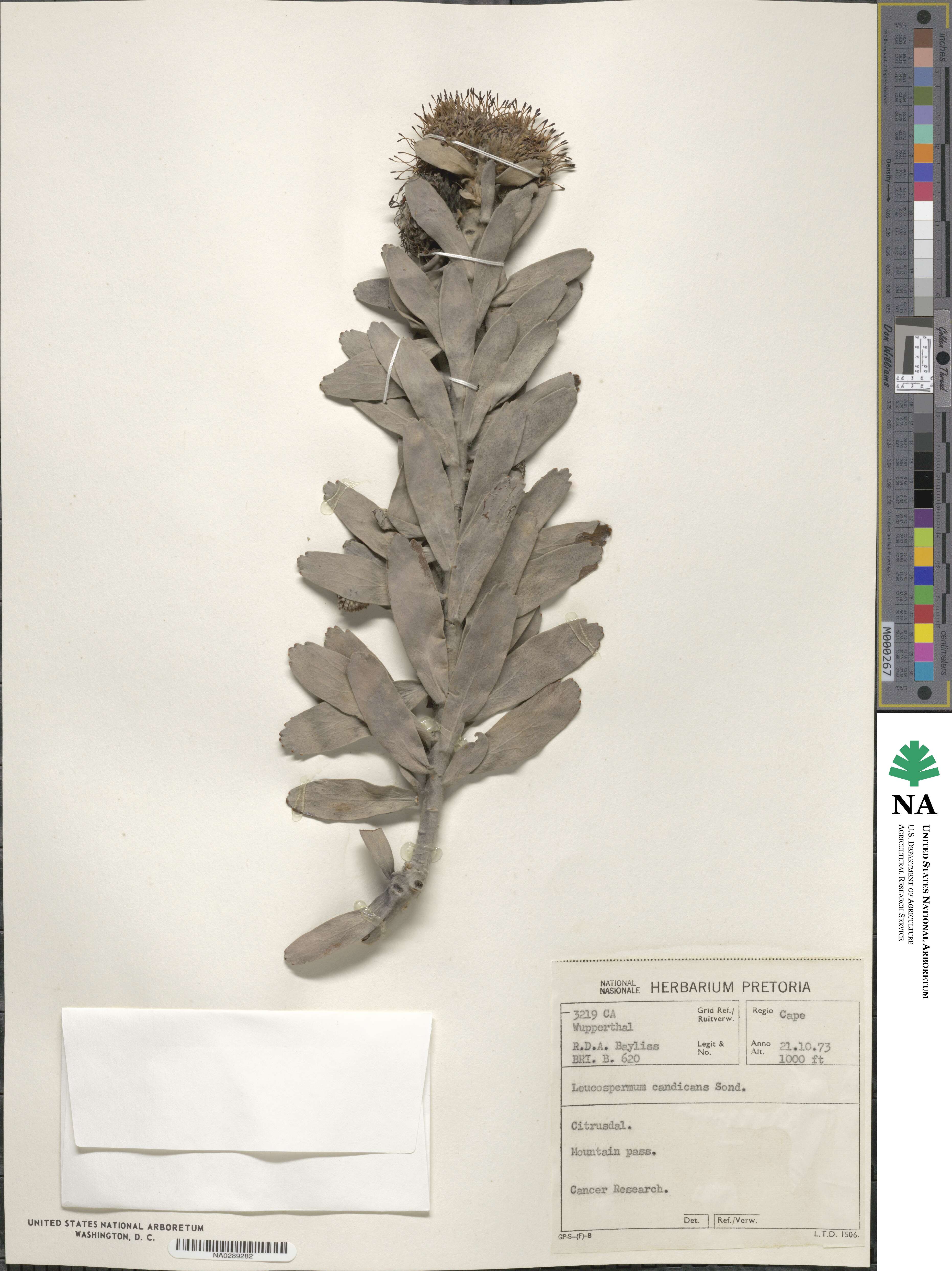 Leucospermum rodolentum image
