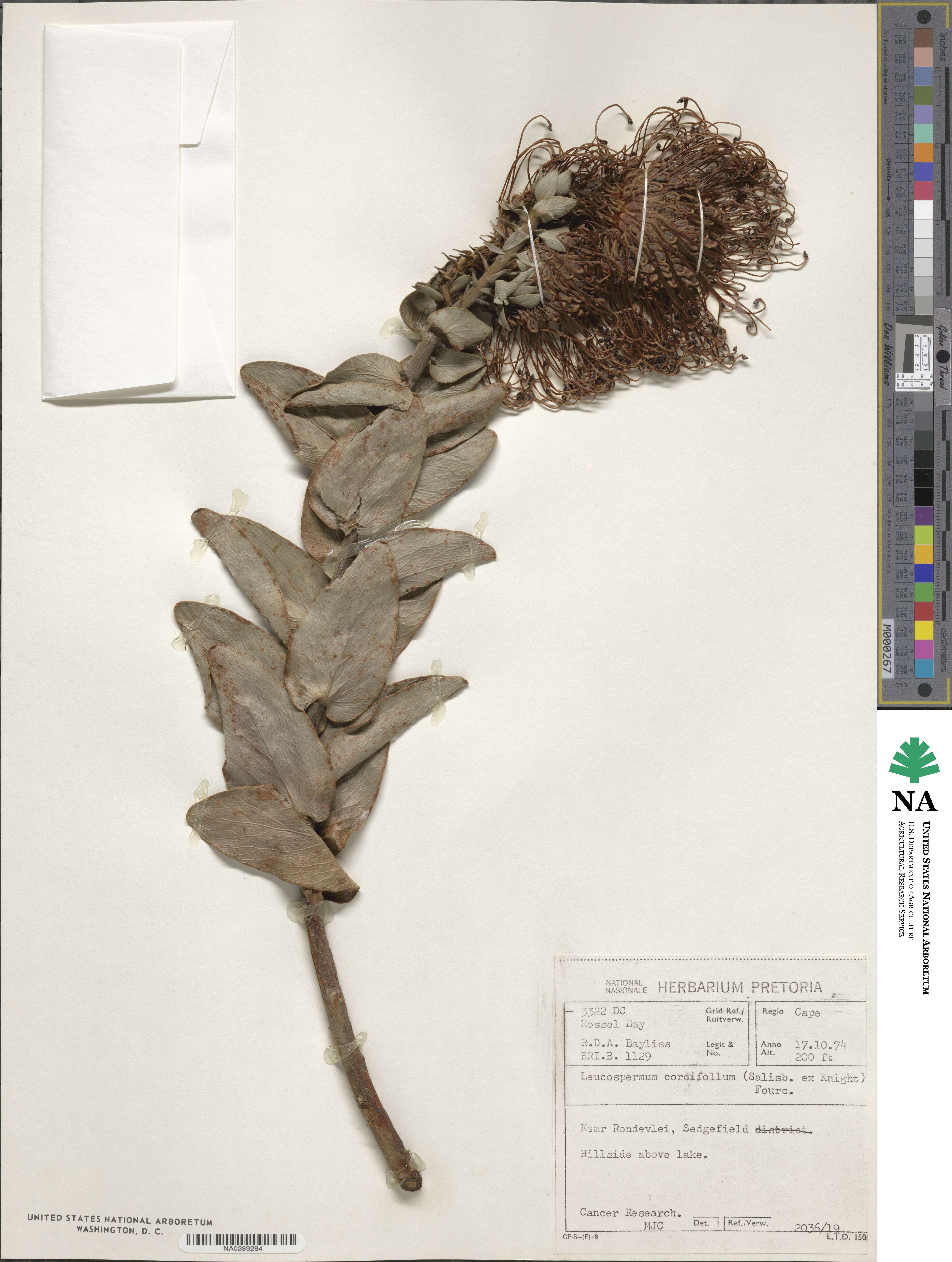 Leucospermum cordifolium image
