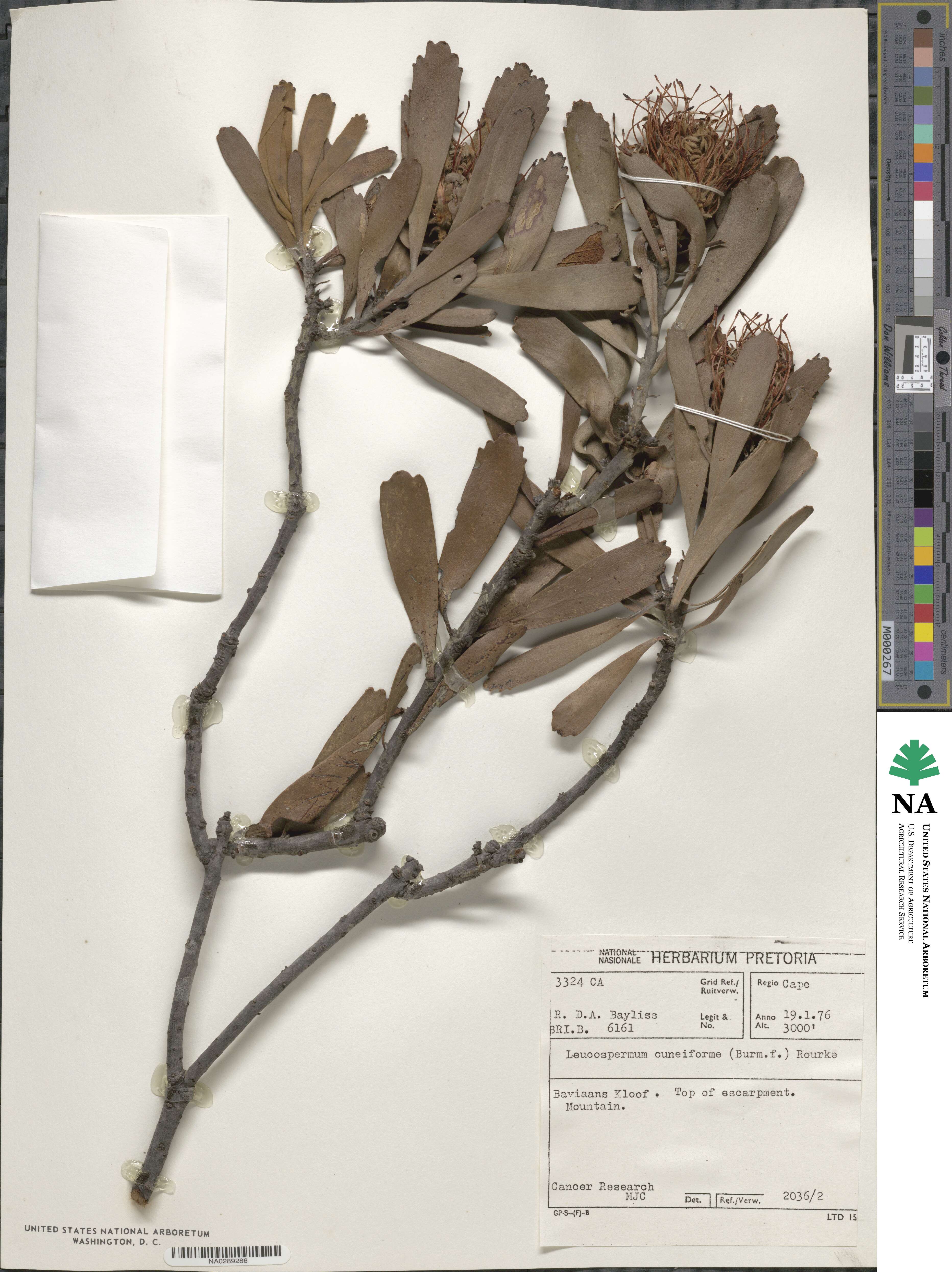 Leucospermum cuneiforme image