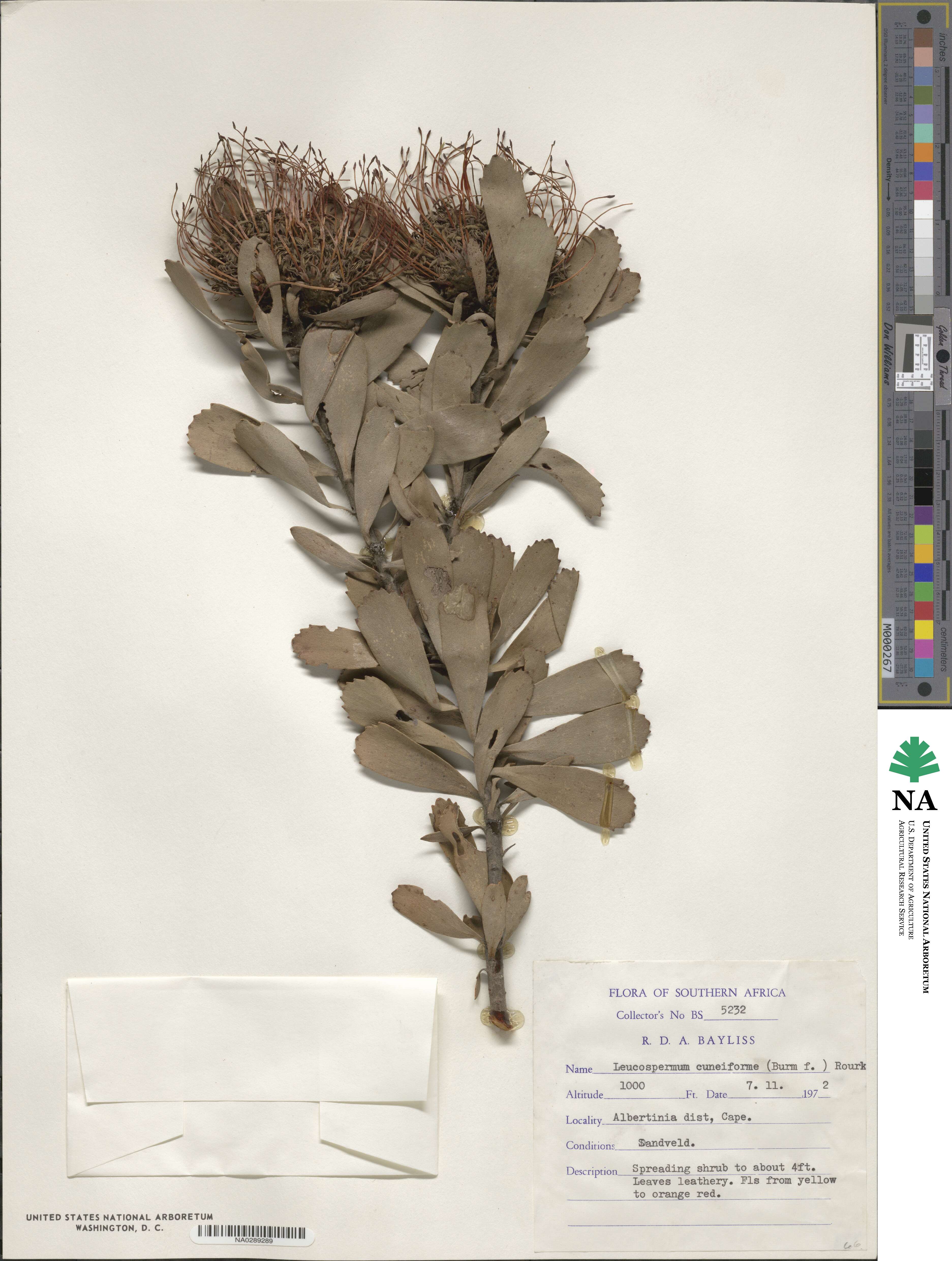 Leucospermum cuneiforme image