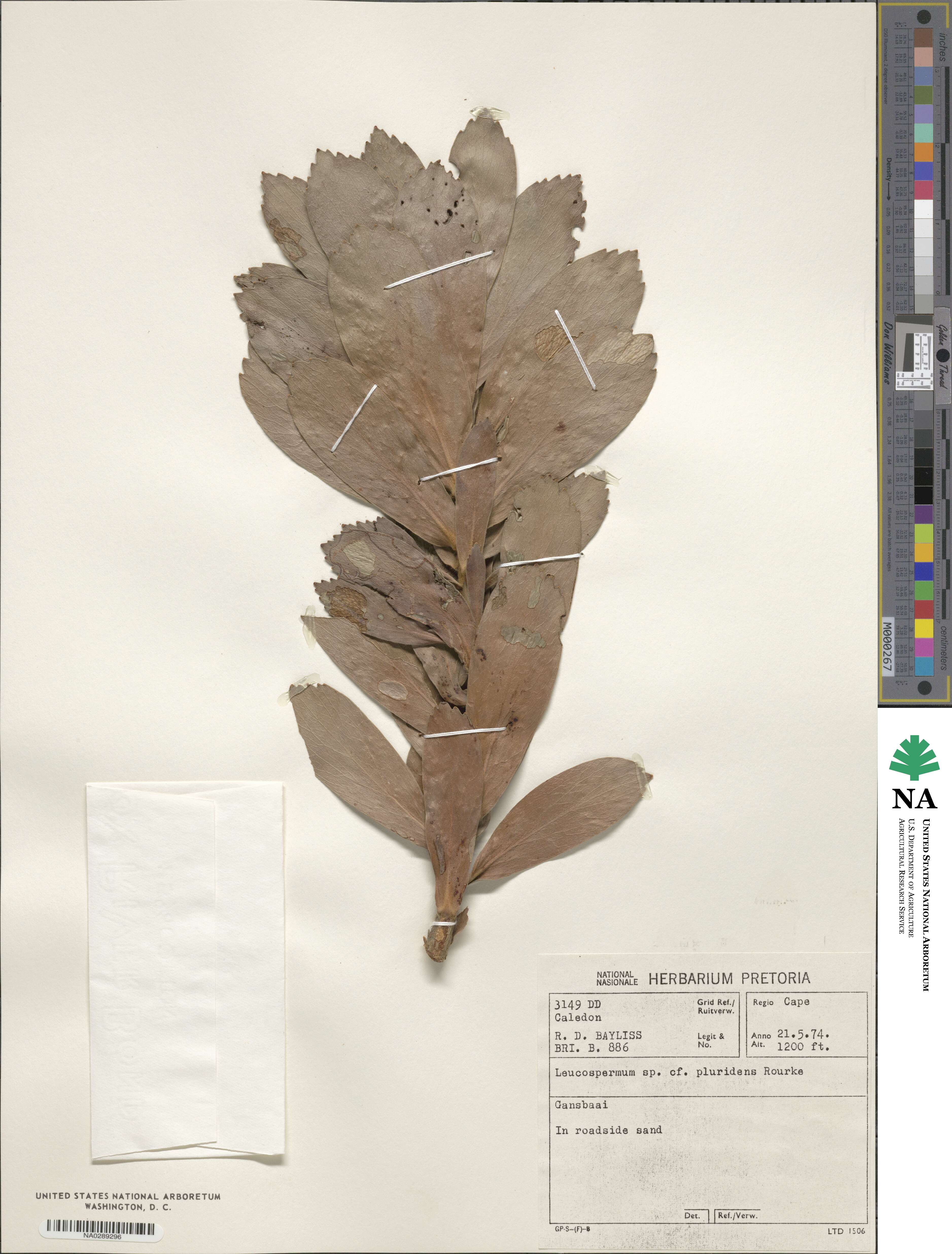 Leucospermum pluridens image