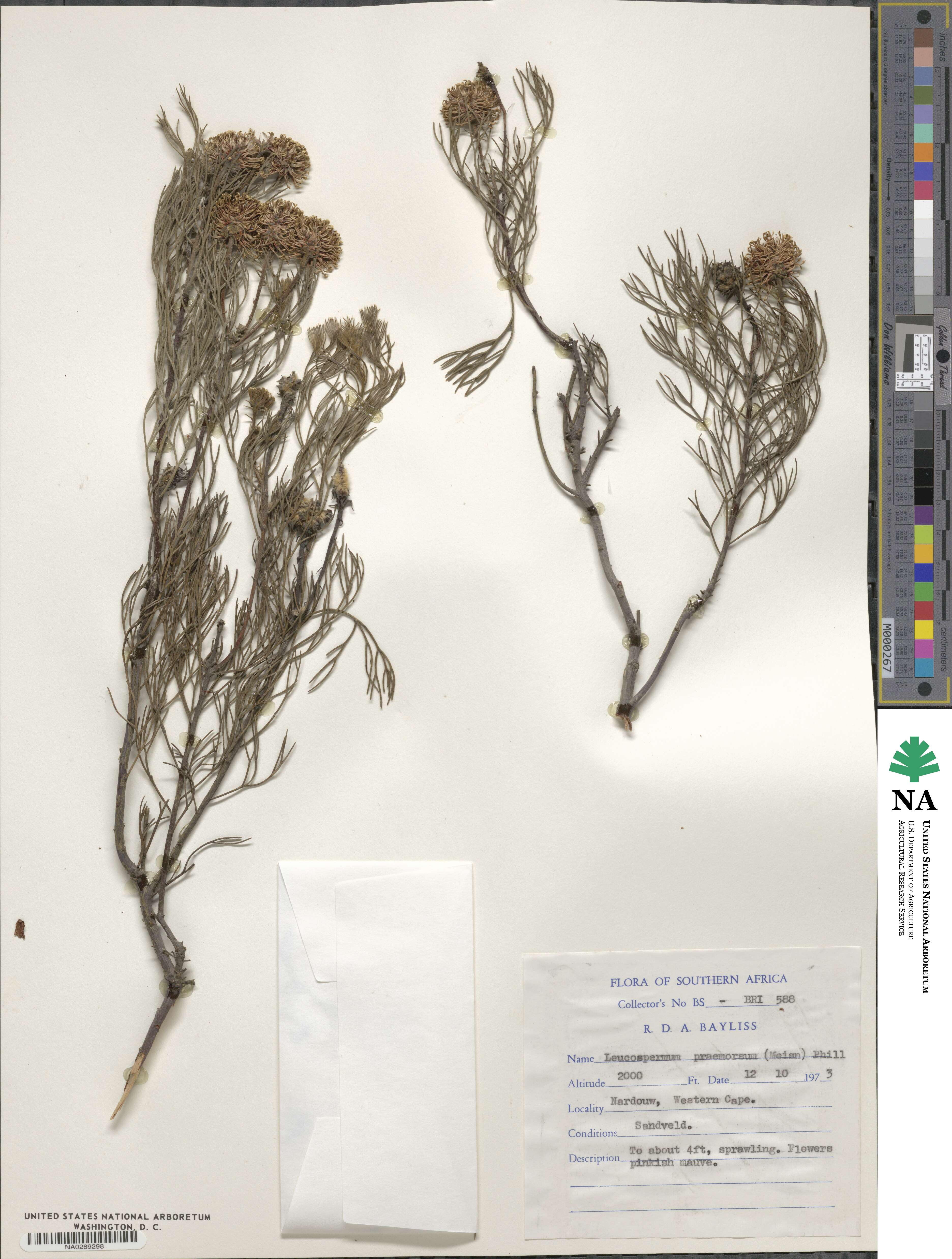 Leucospermum praemorsum image