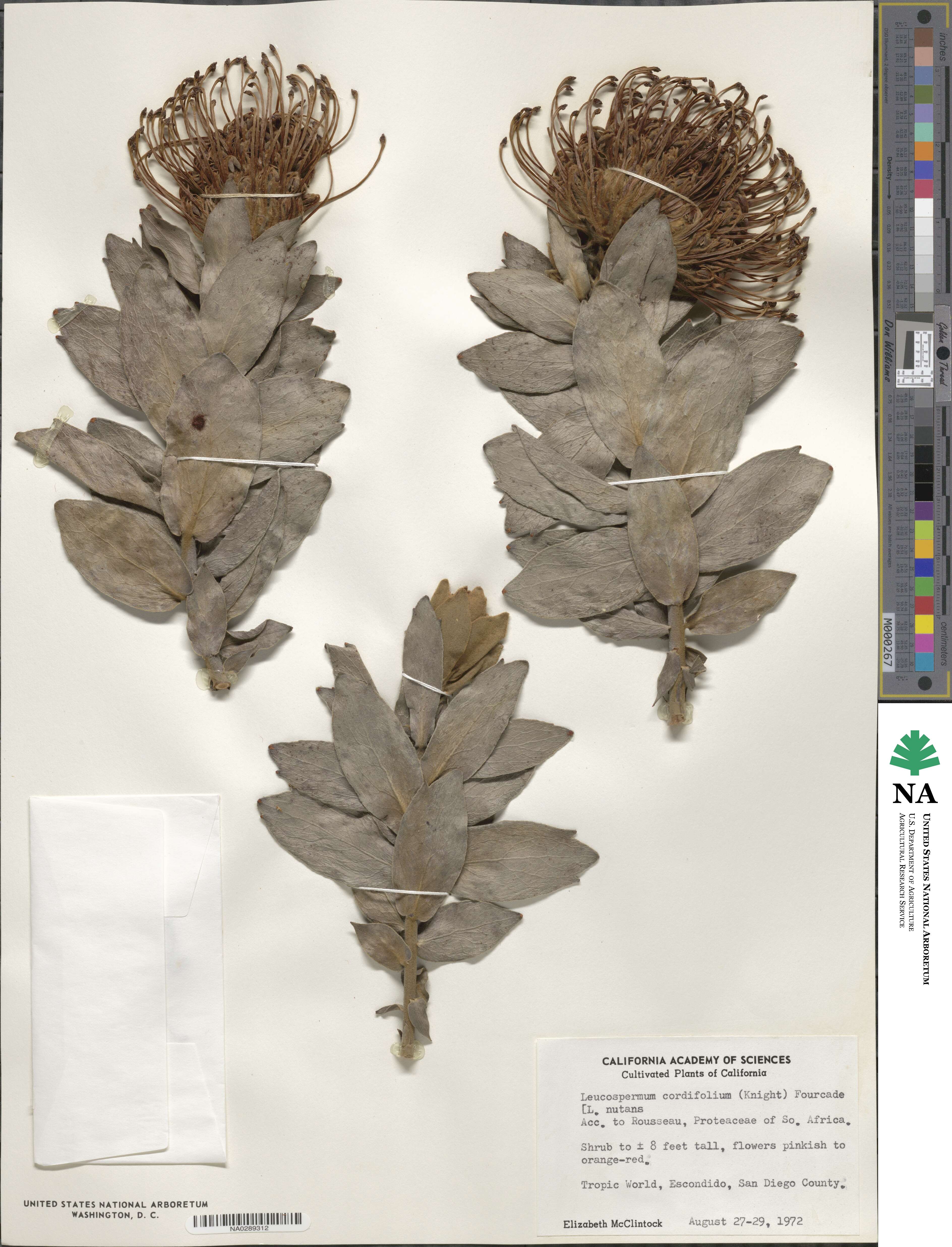 Leucospermum cordifolium image