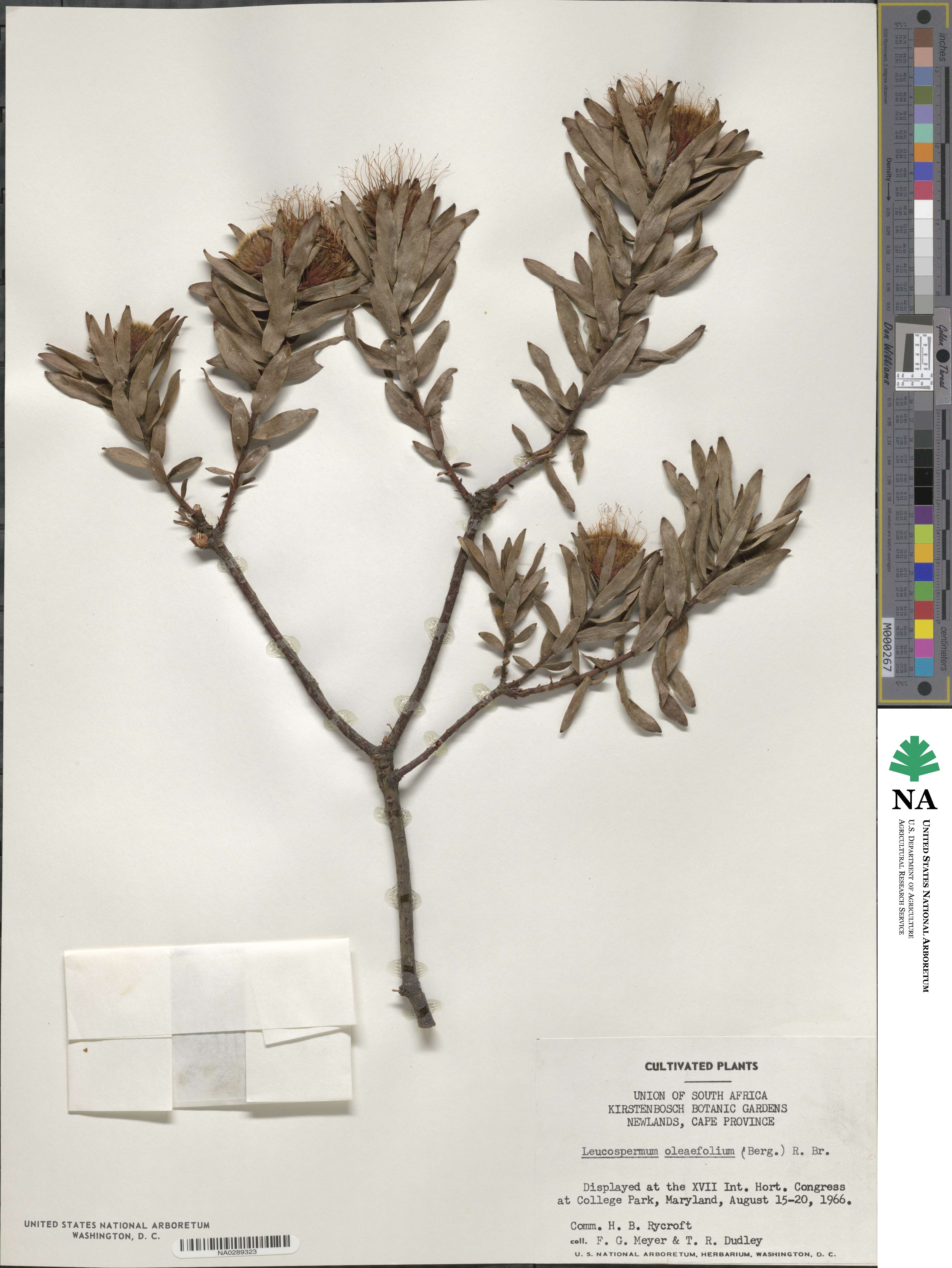 Leucospermum oleaefolium image