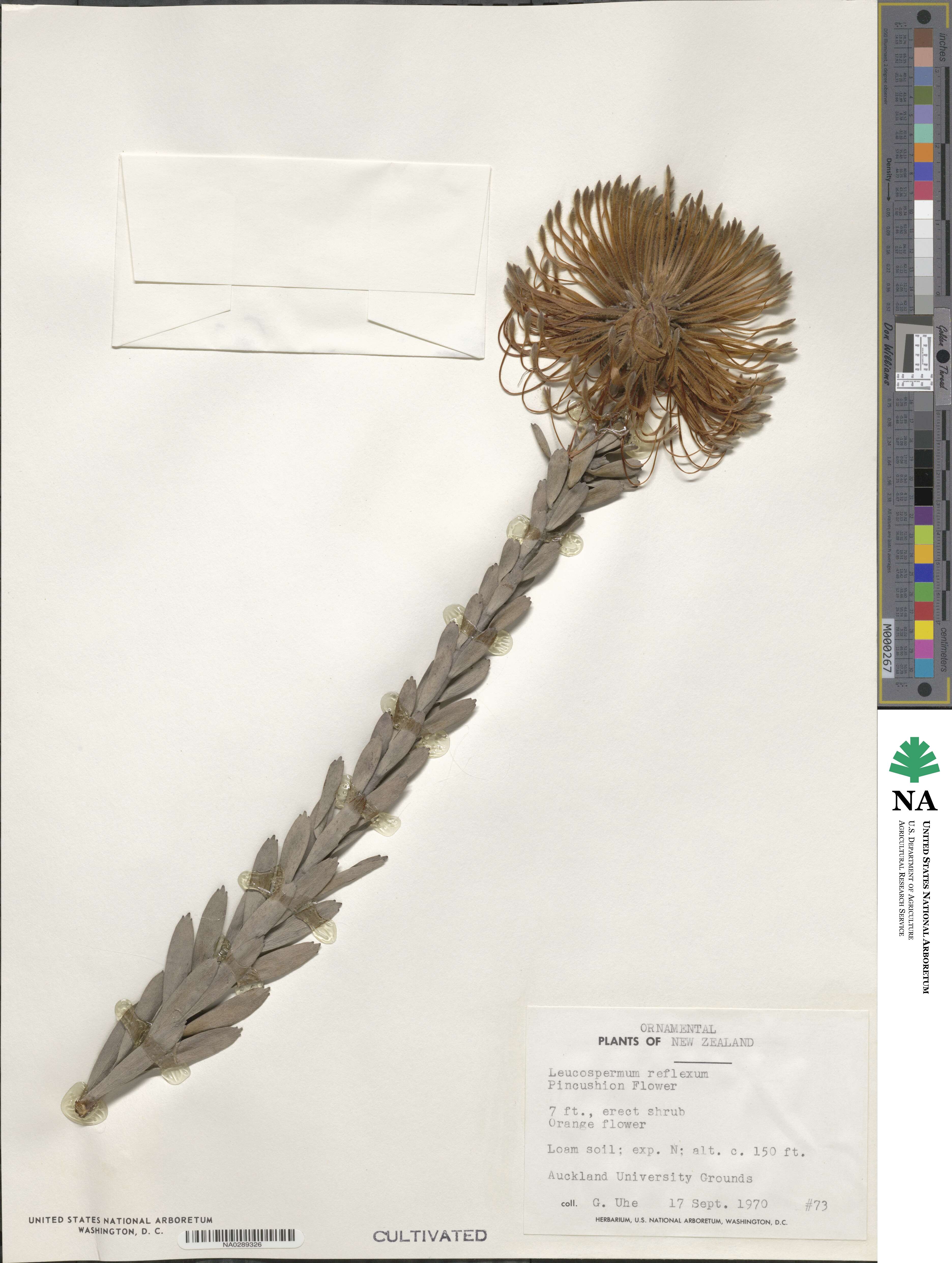 Leucospermum reflexum image