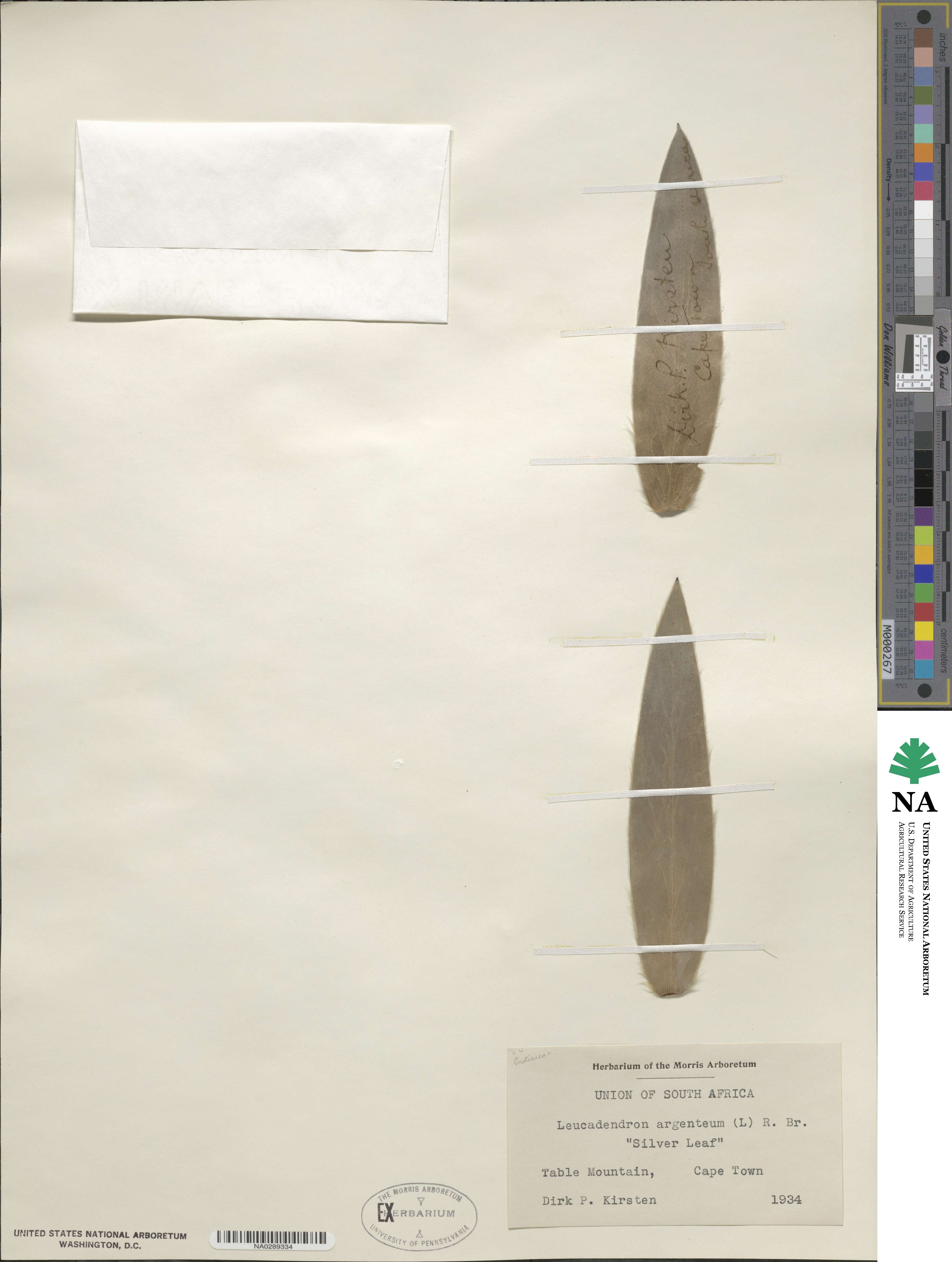 Proteoideae image