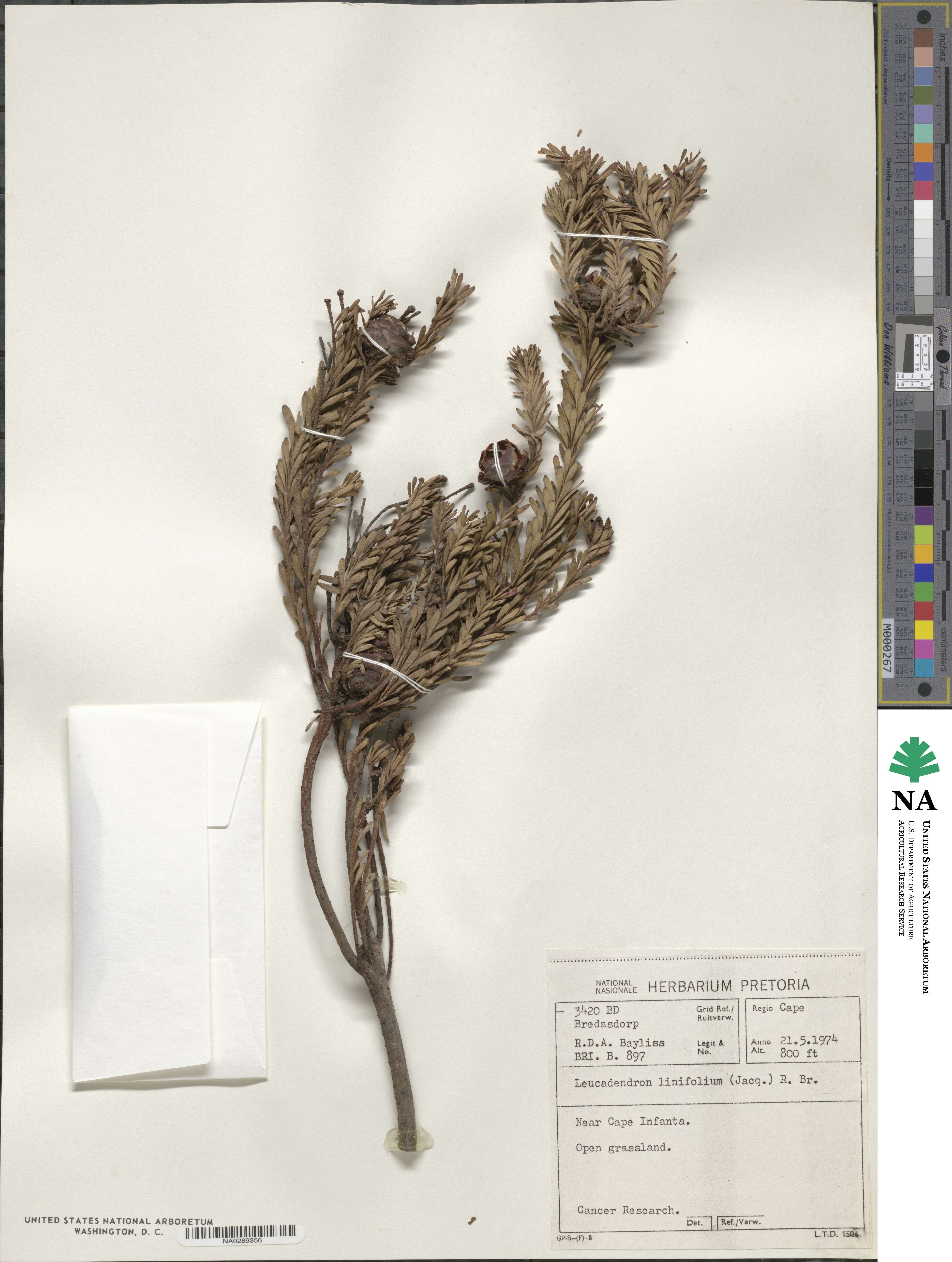 Leucadendron linifolium image