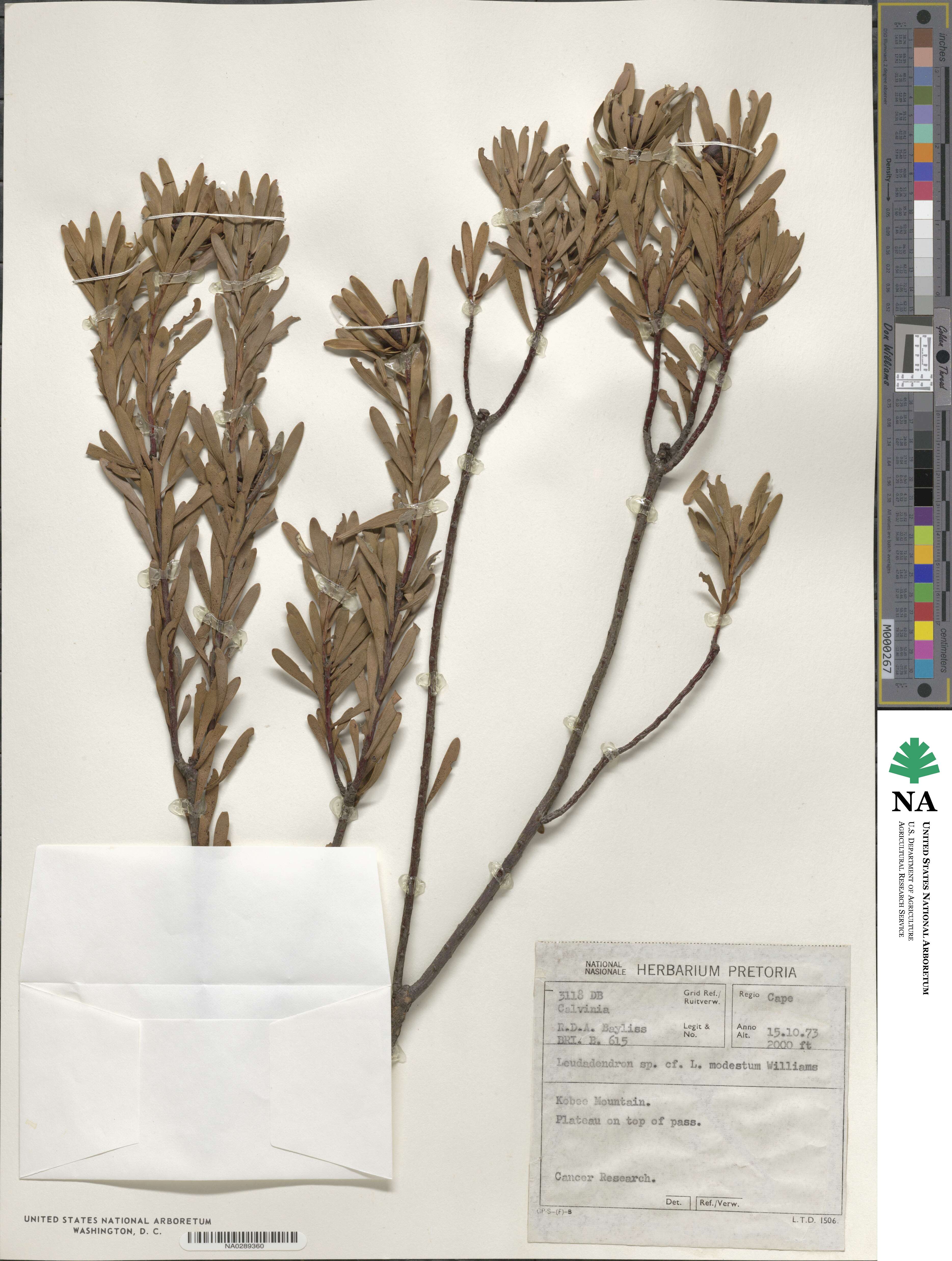 Leucadendron modestum image