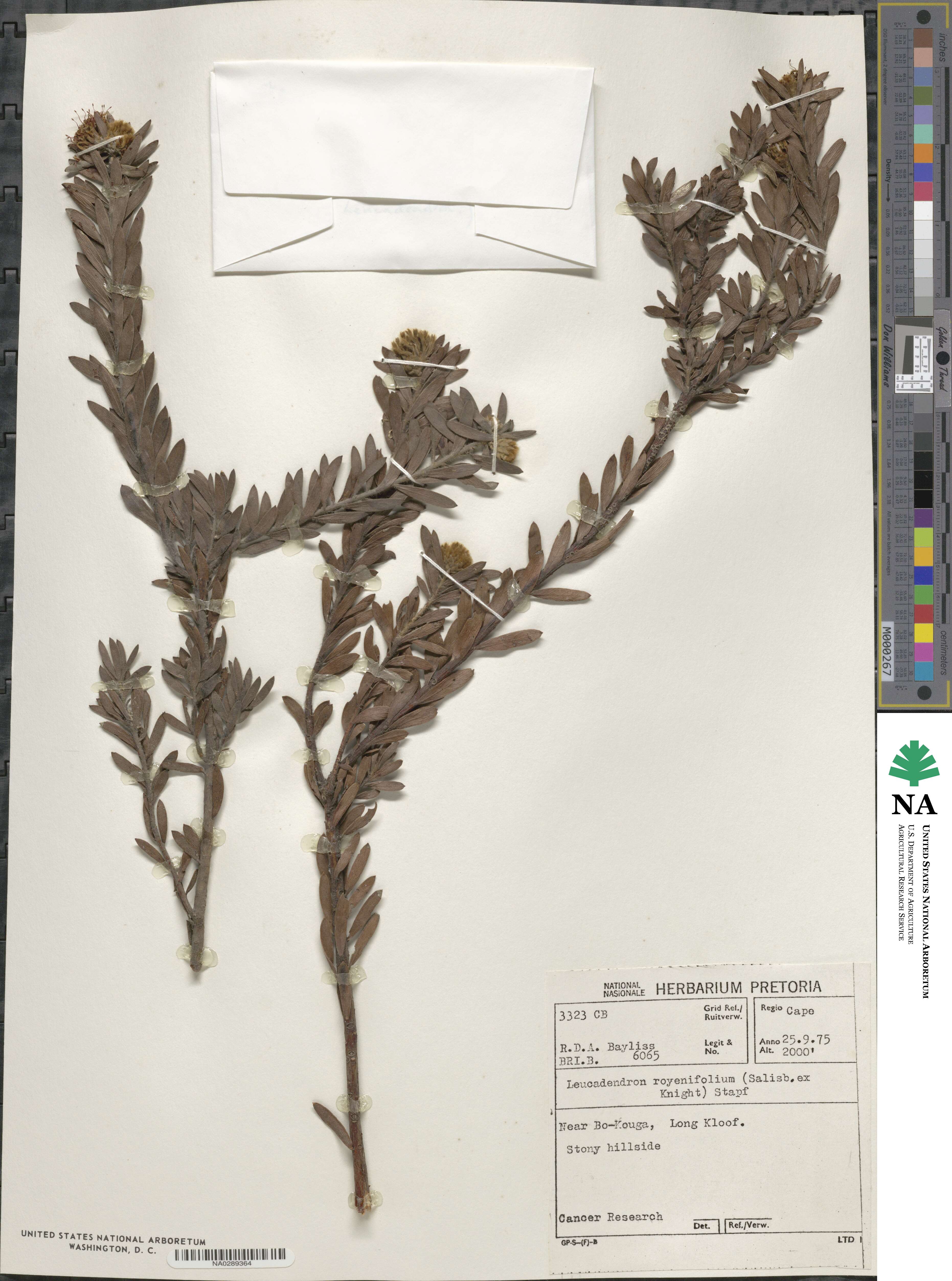 Leucospermum royenifolium image