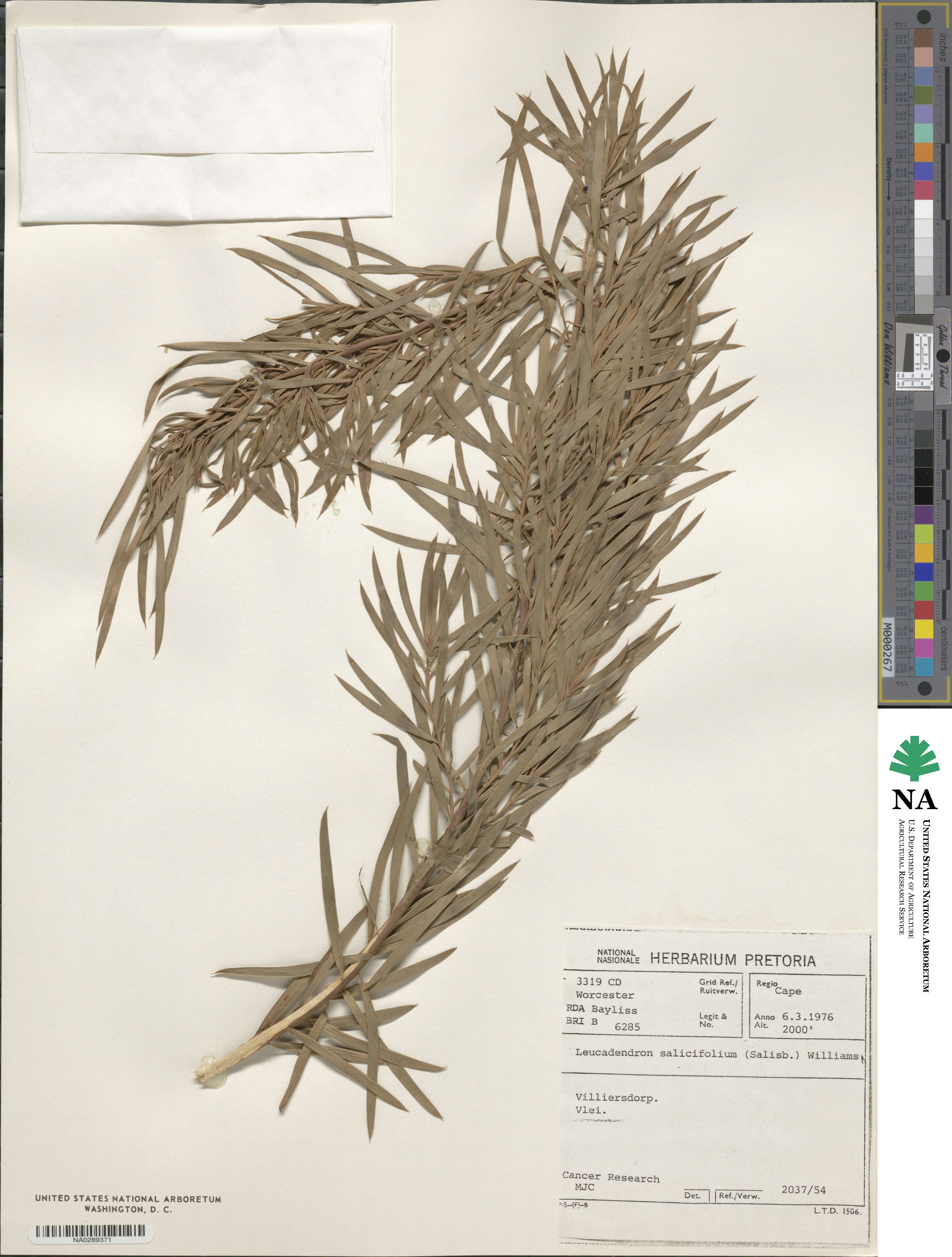 Leucadendron salicifolium image