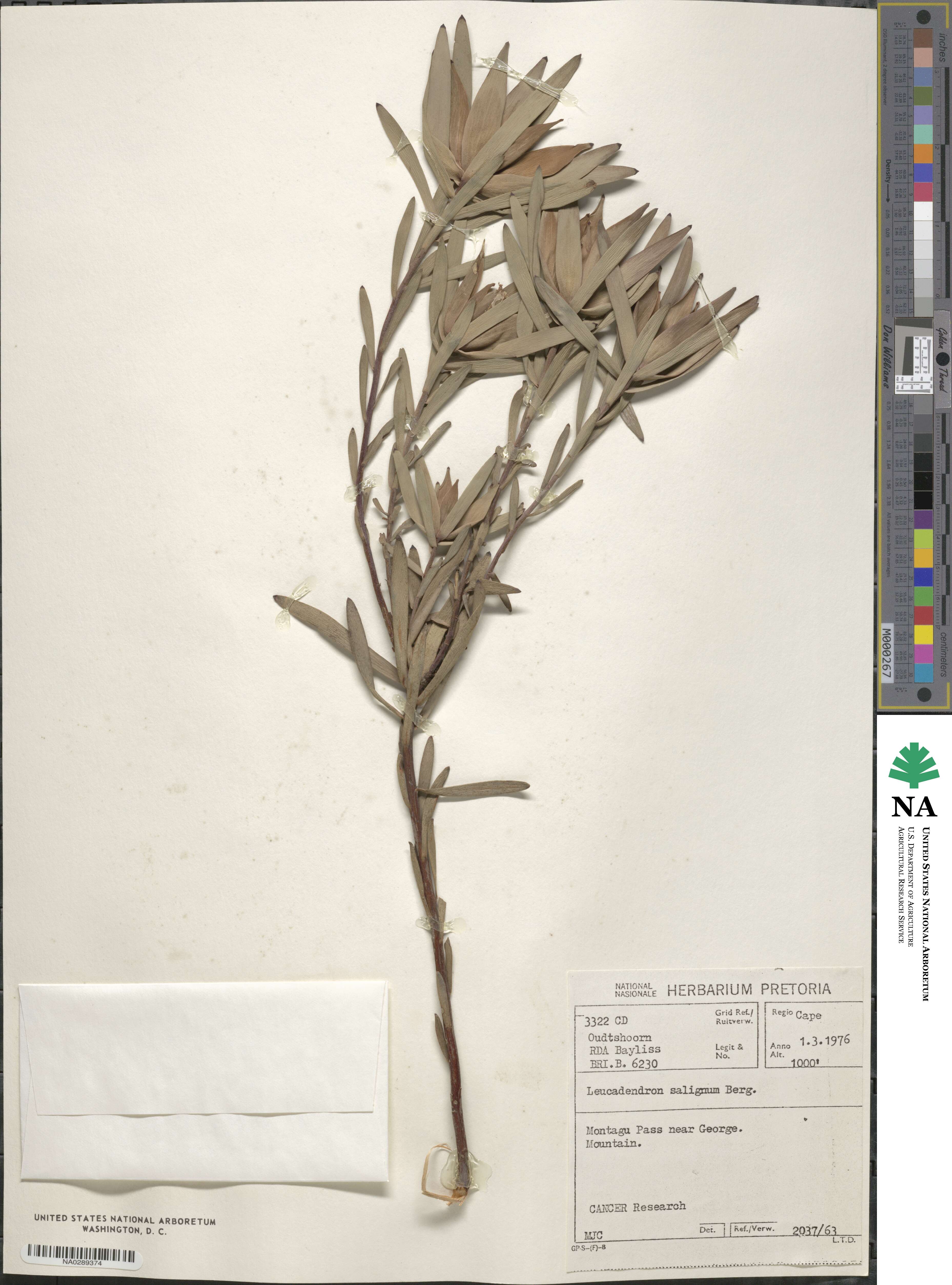 Leucadendron salignum image