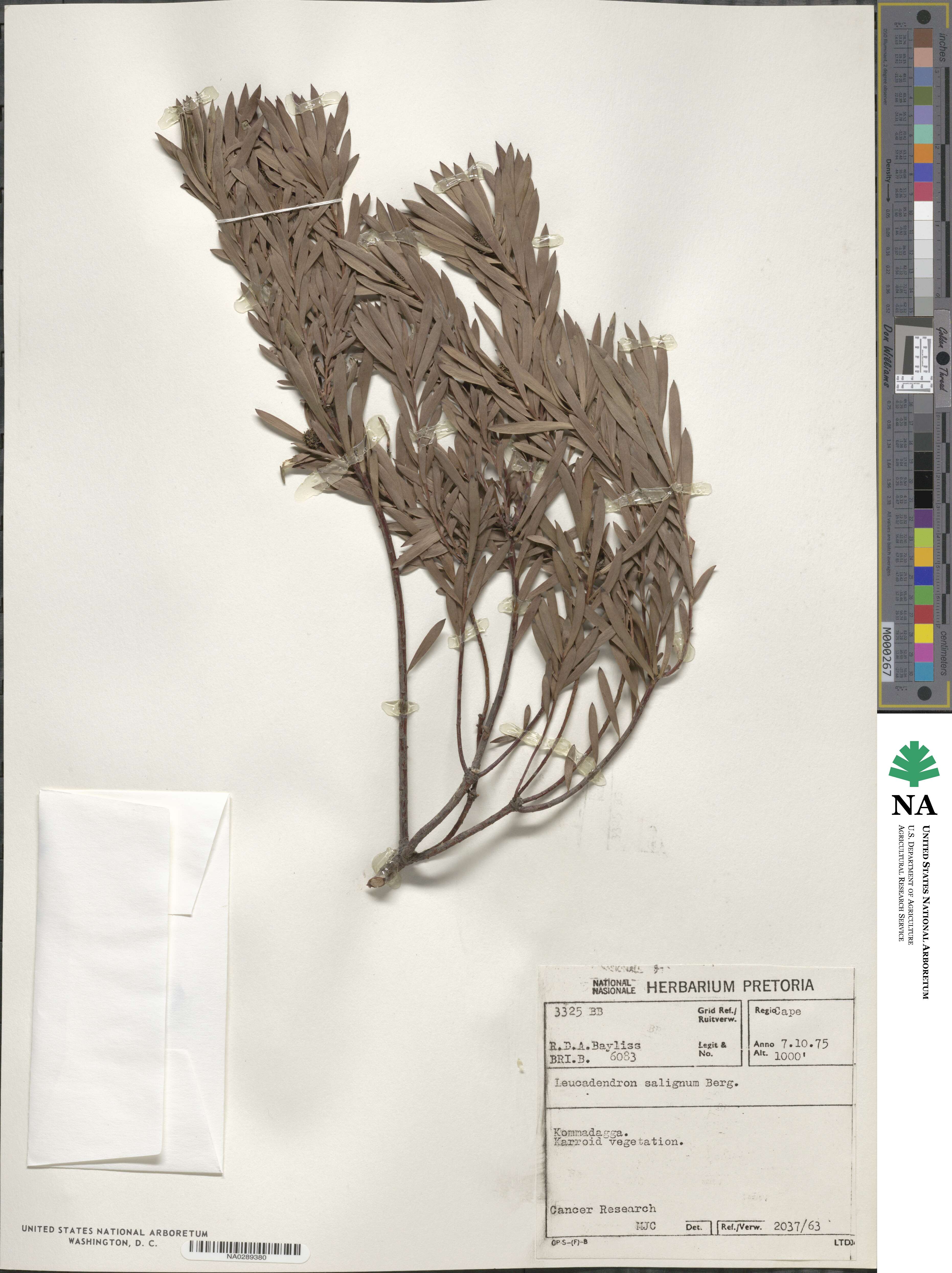 Leucadendron salignum image