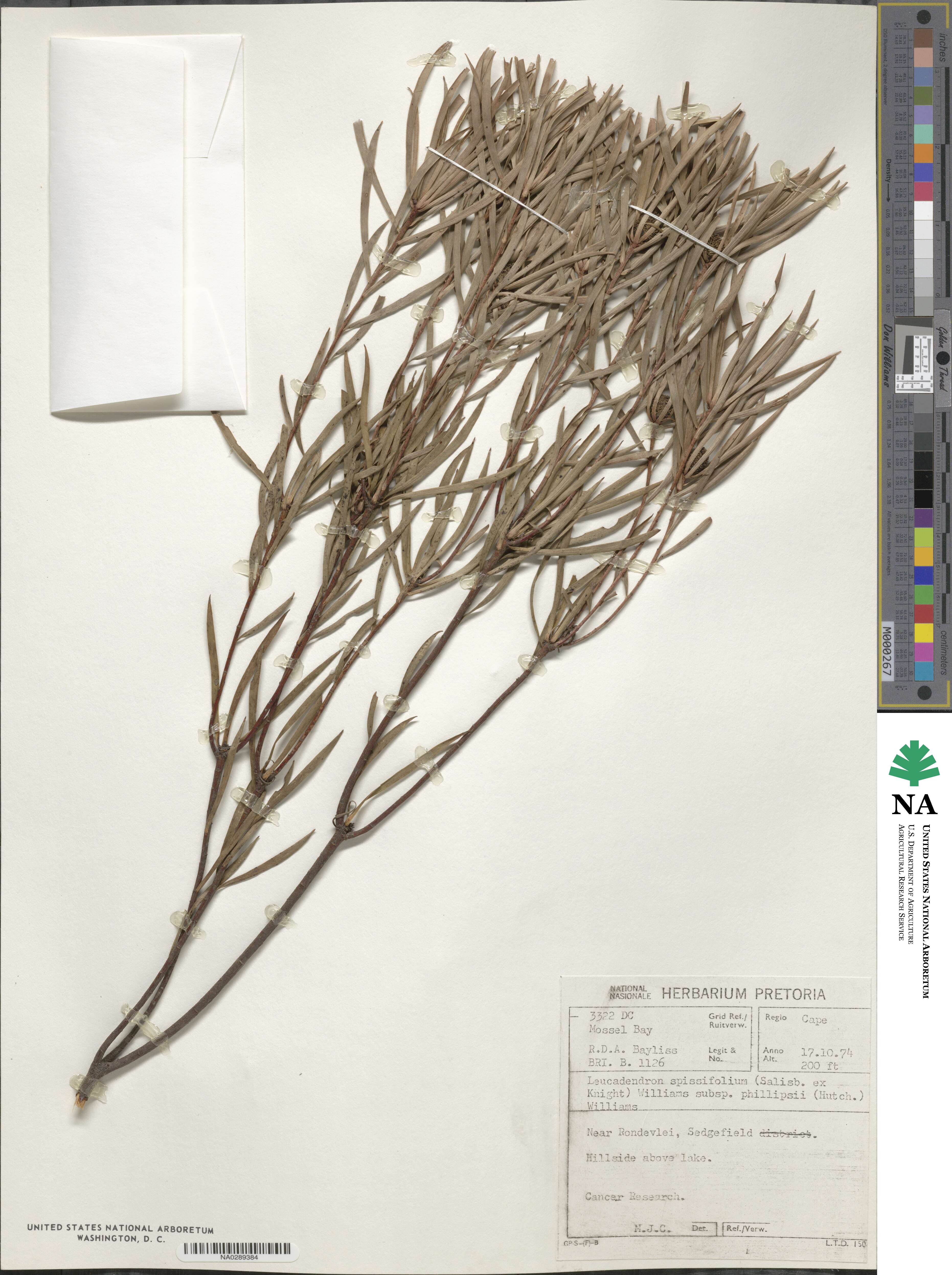 Leucadendron spissifolium image