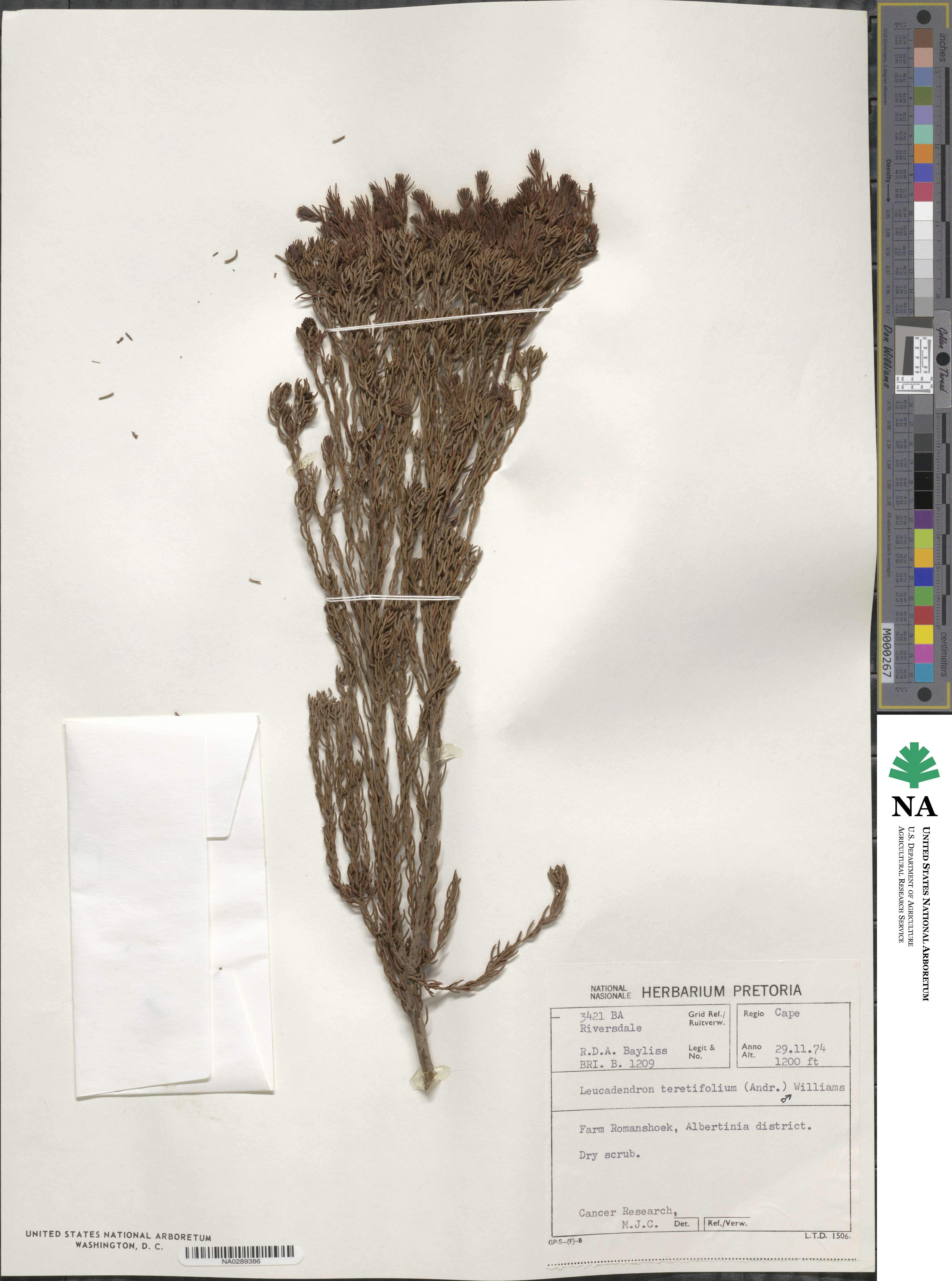 Leucadendron teretifolium image