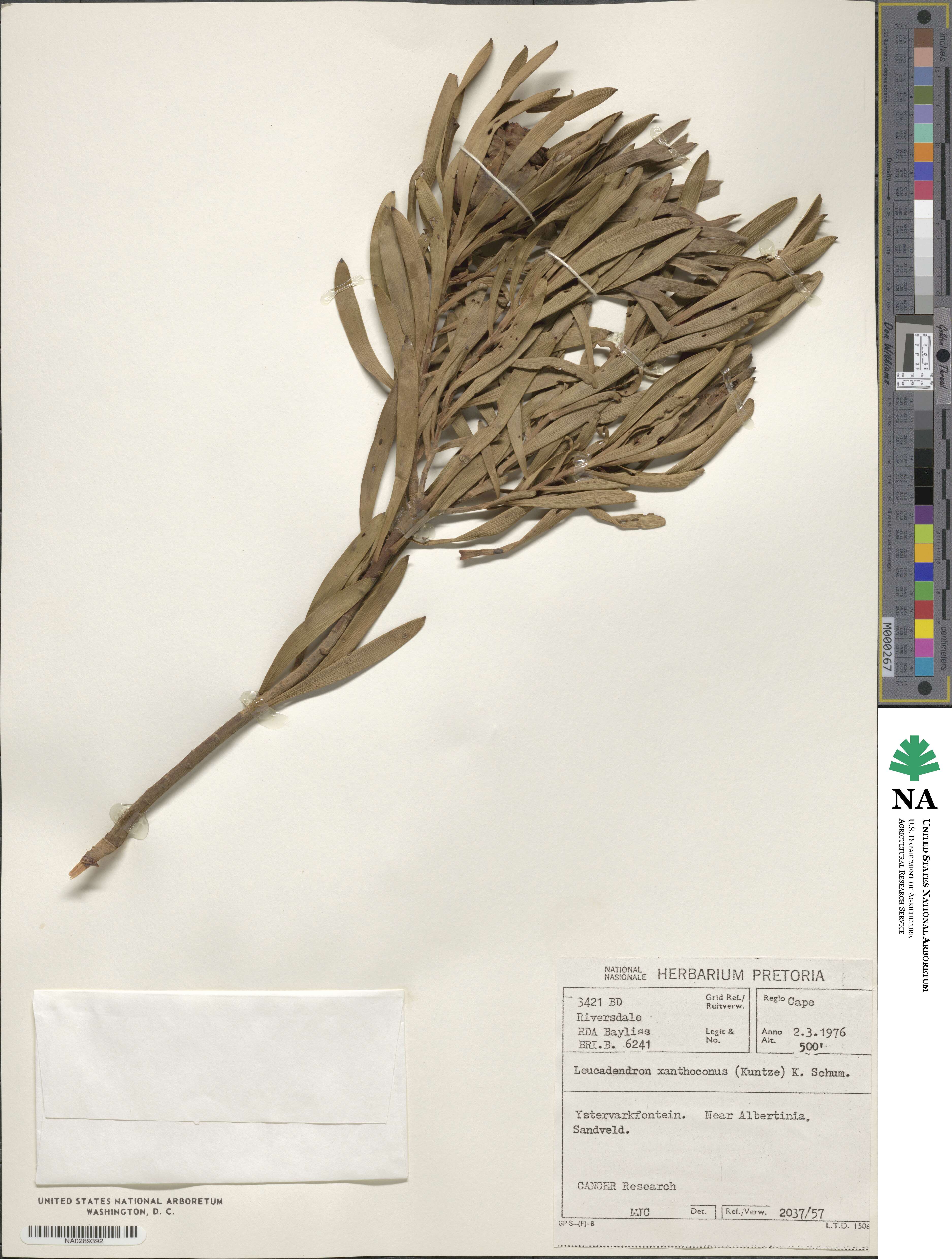 Leucadendron image