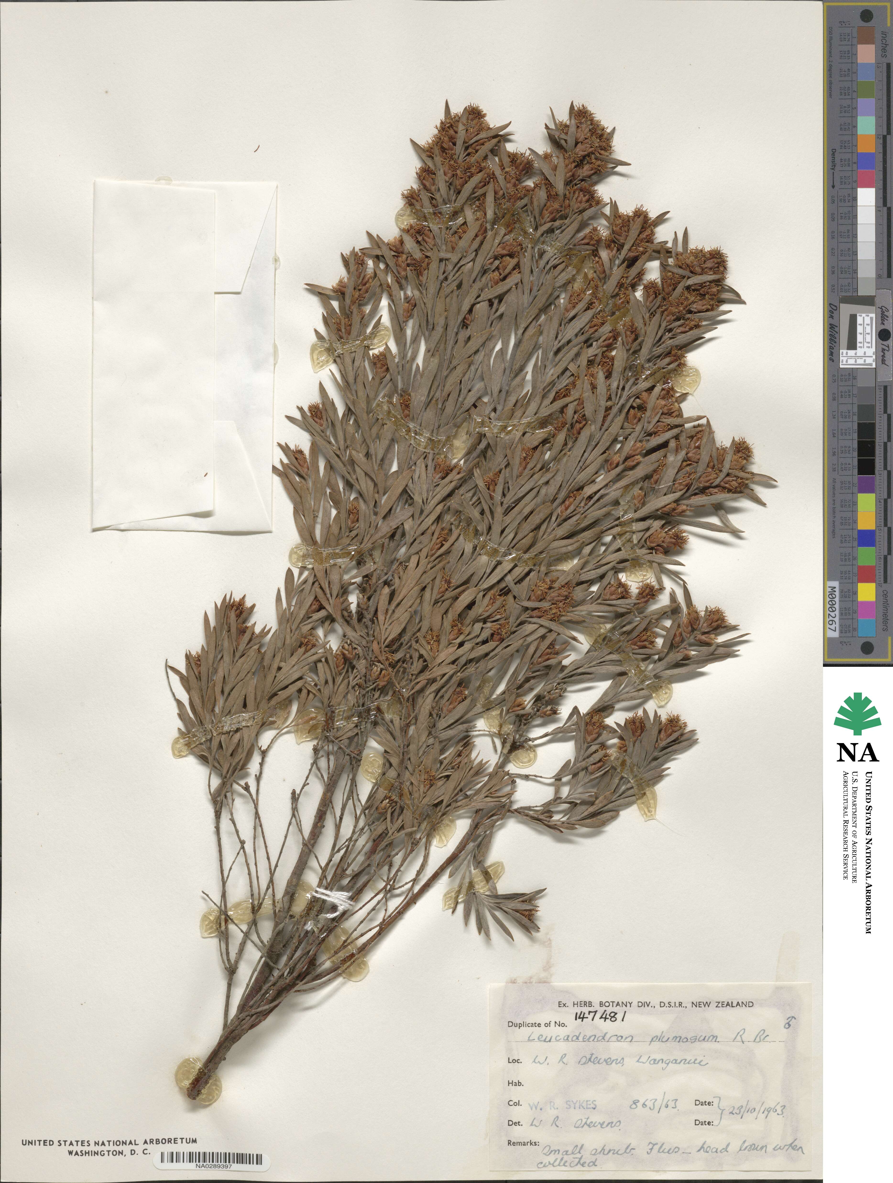 Leucadendron rubrum image