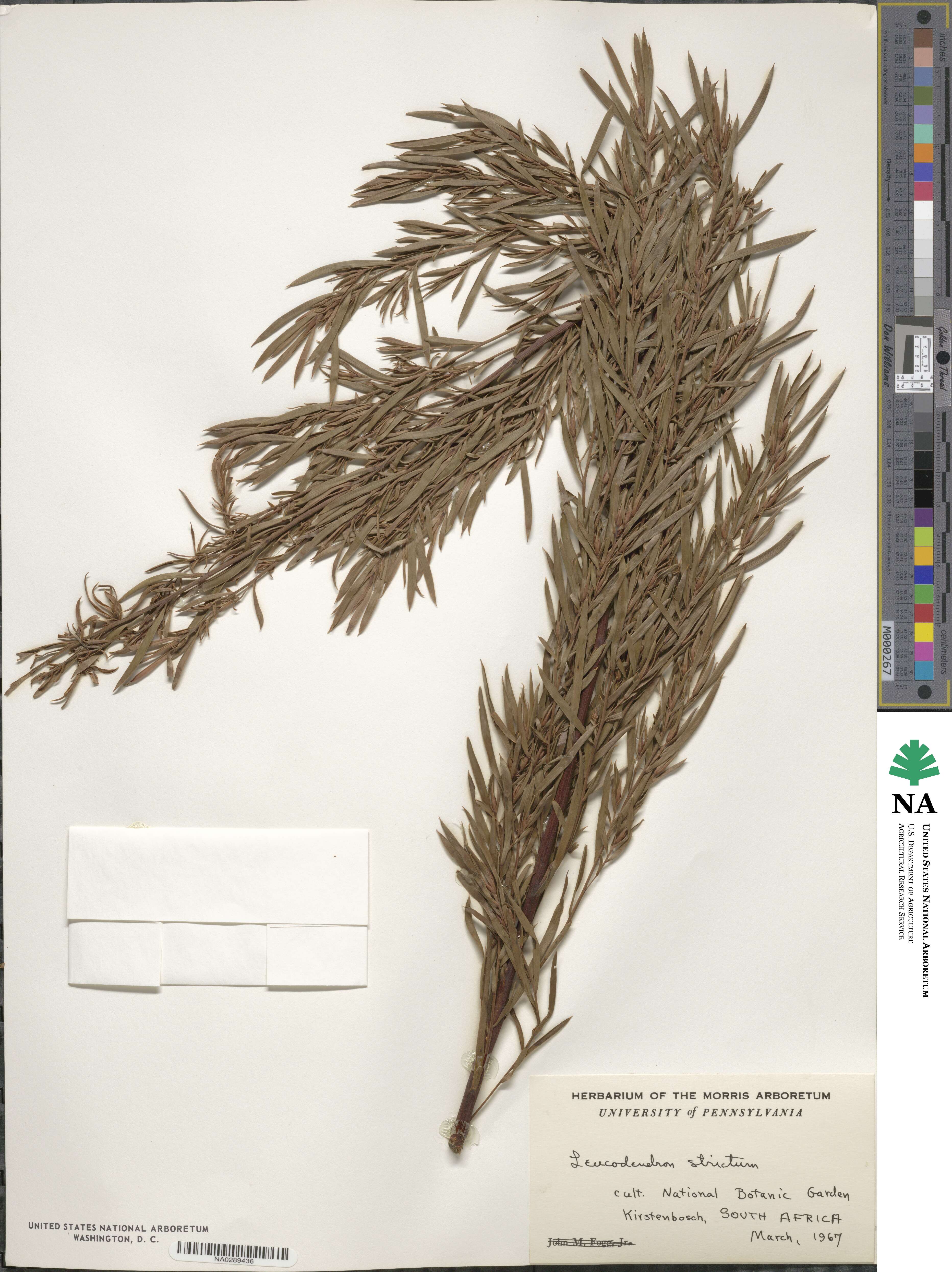 Leucadendron salicifolium image