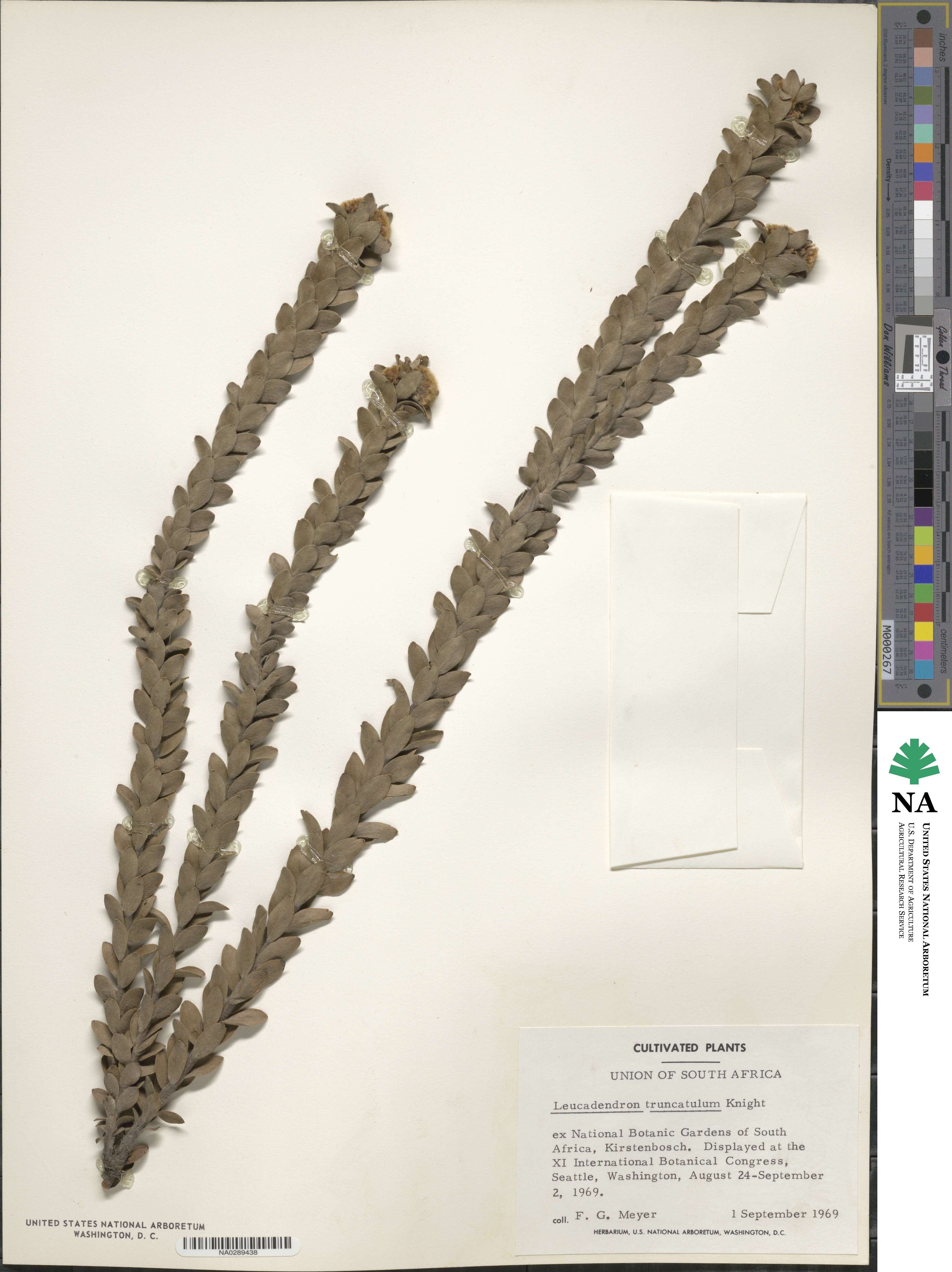 Diastella thymelaeoides subsp. thymelaeoides image
