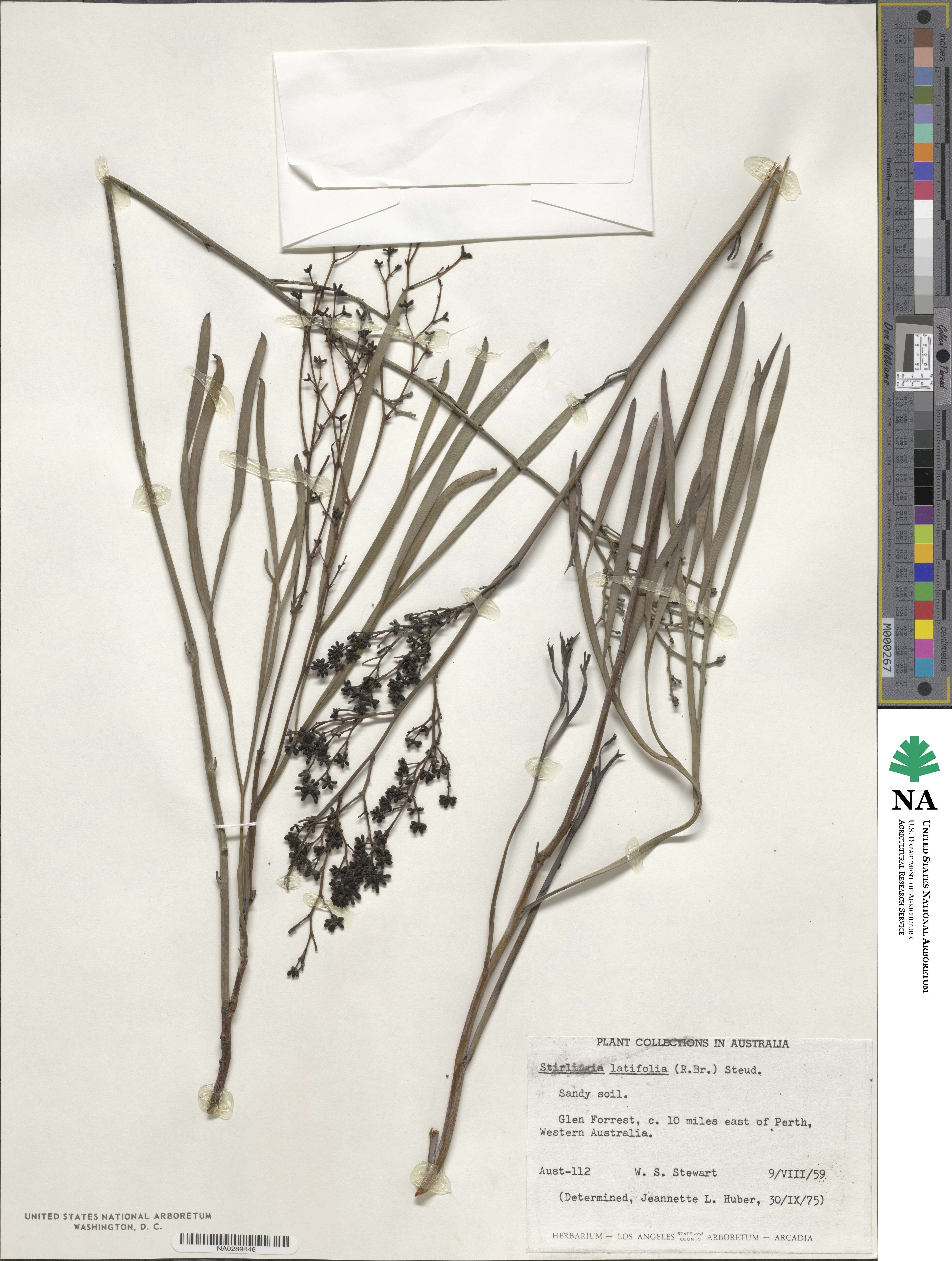 Stirlingia latifolia image