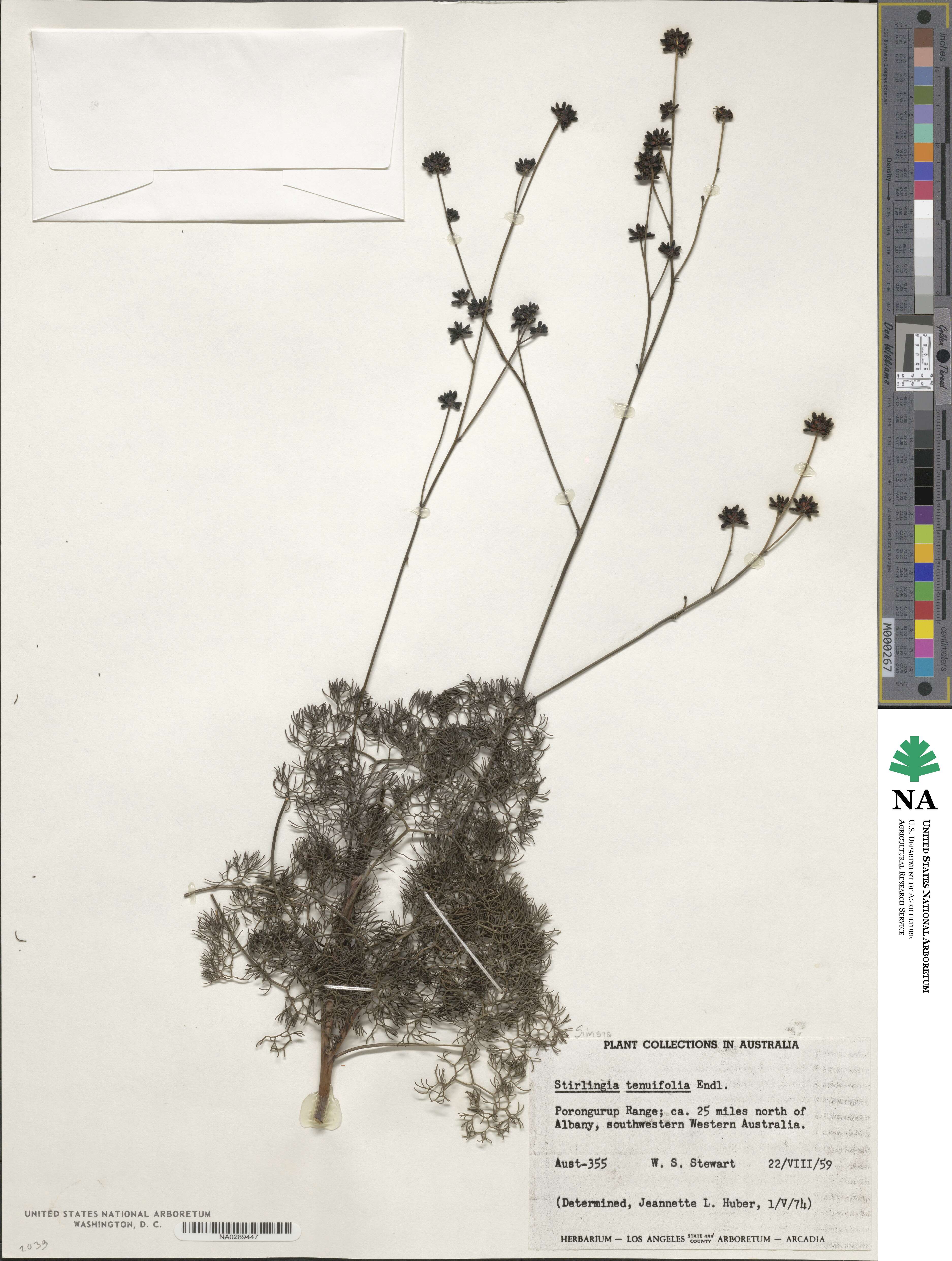 Stirlingia tenuifolia image