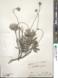Image of Conospermum brownii