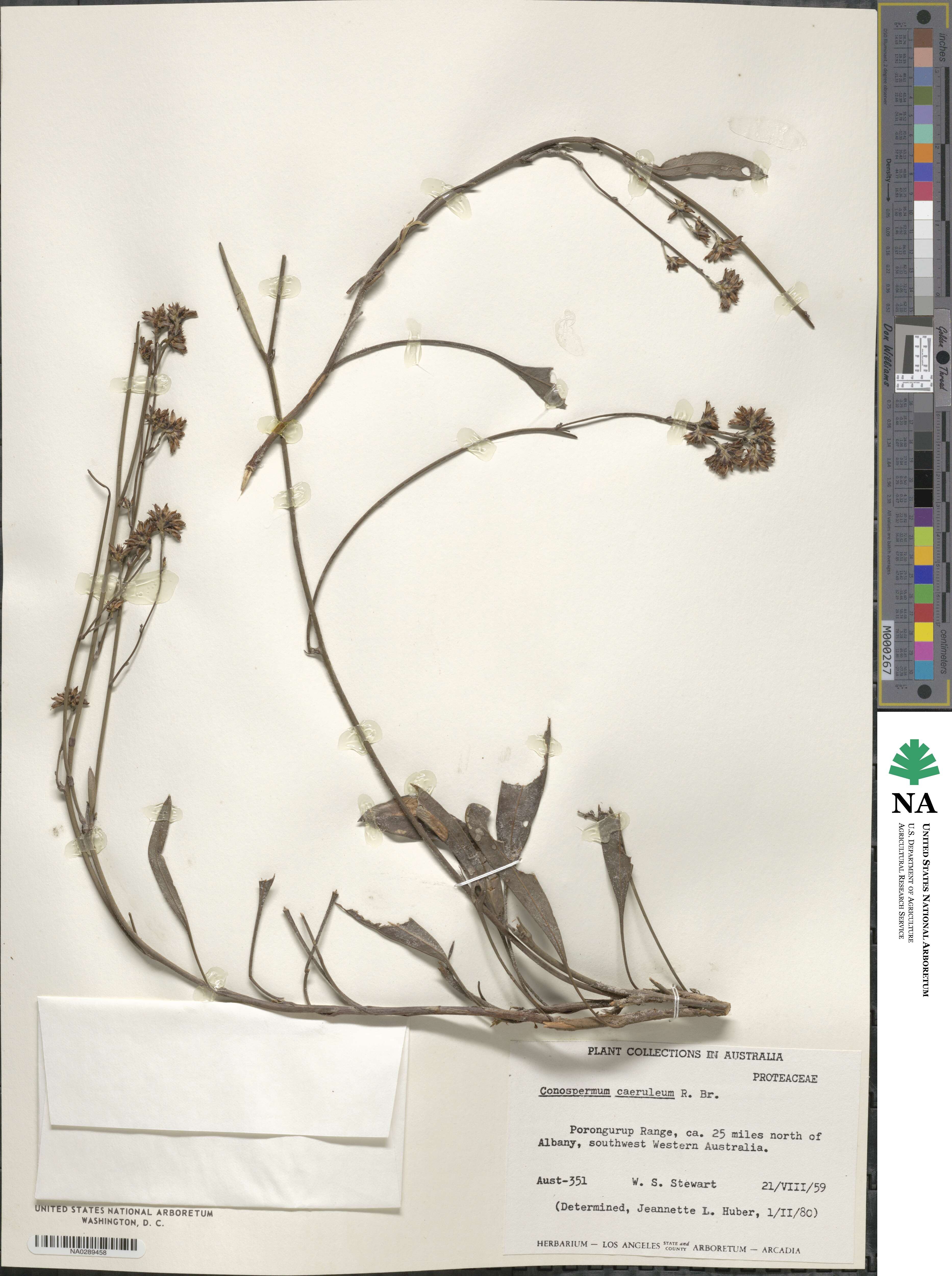 Conospermum caeruleum image