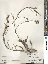 Image of Conospermum caeruleum
