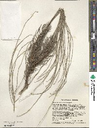 Image of Conospermum incurvum