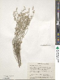 Conospermum stoechadis image