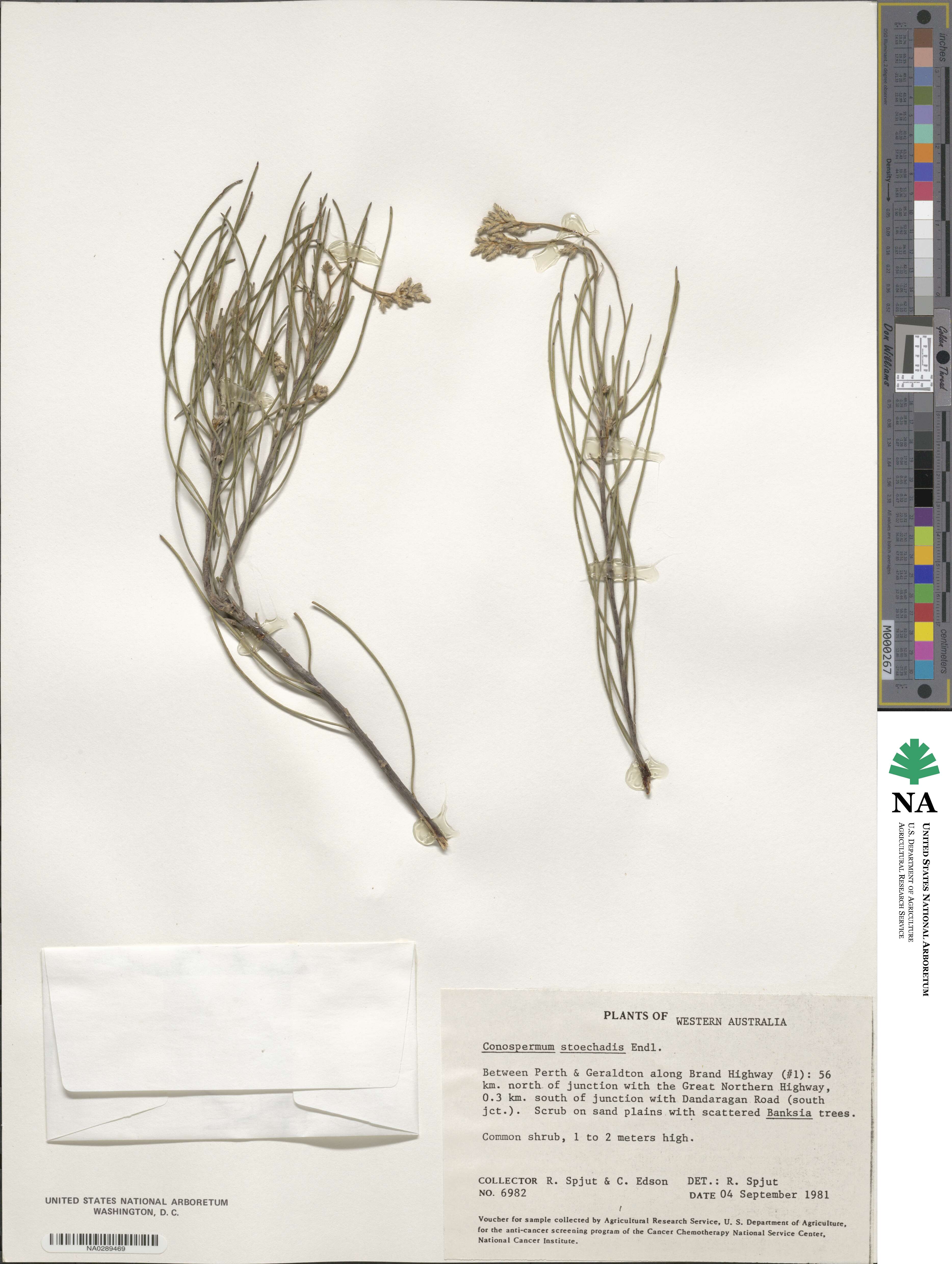 Conospermum stoechadis image
