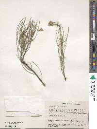 Conospermum stoechadis image