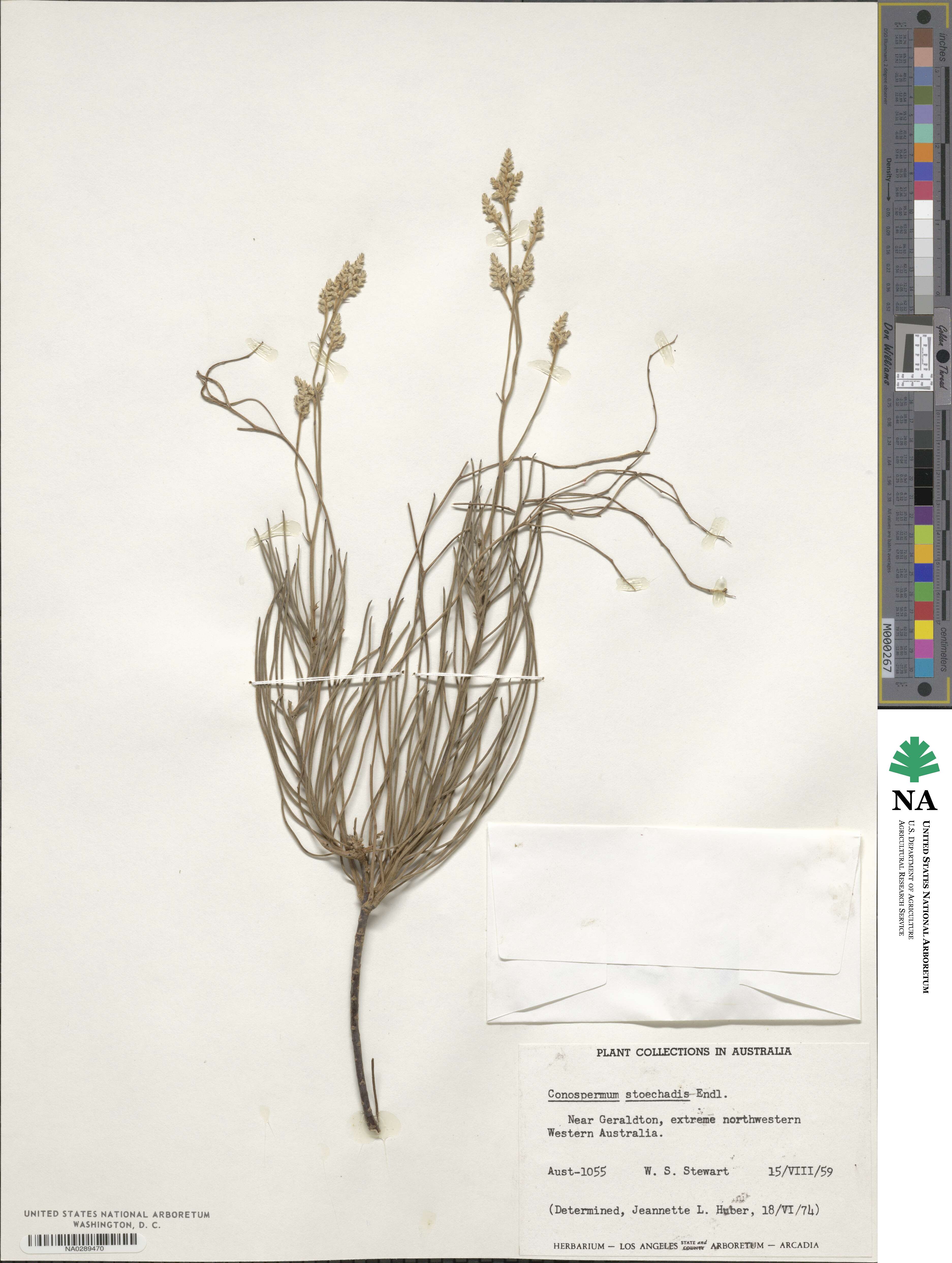 Conospermum stoechadis image