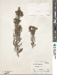 Image of Conospermum taxifolium