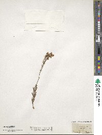 Conospermum taxifolium image