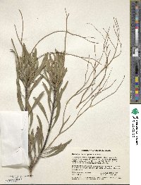 Image of Conospermum triplinervium