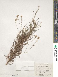 Image of Conospermum glumaceum