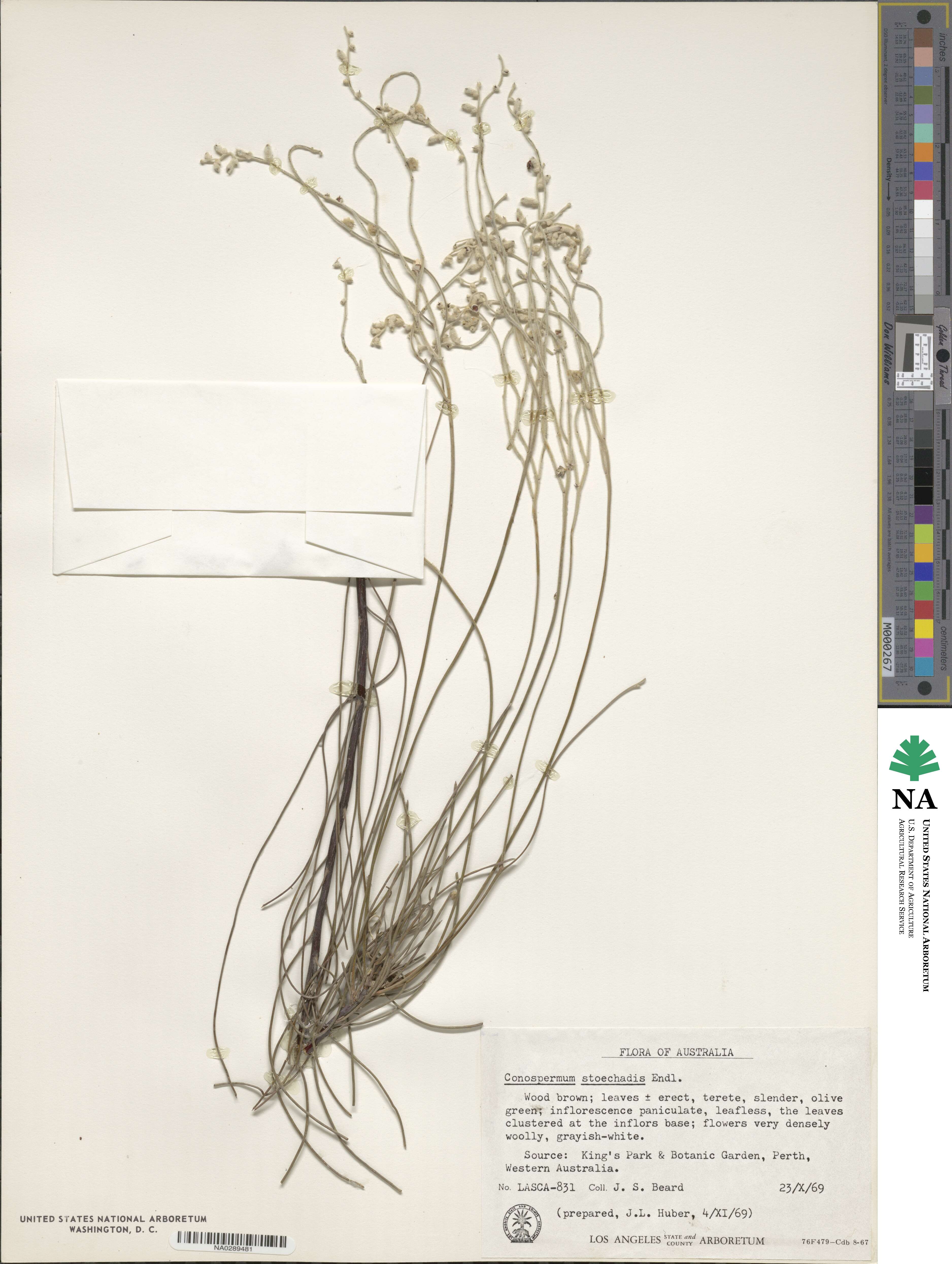 Conospermum stoechadis image