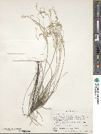 Conospermum stoechadis image