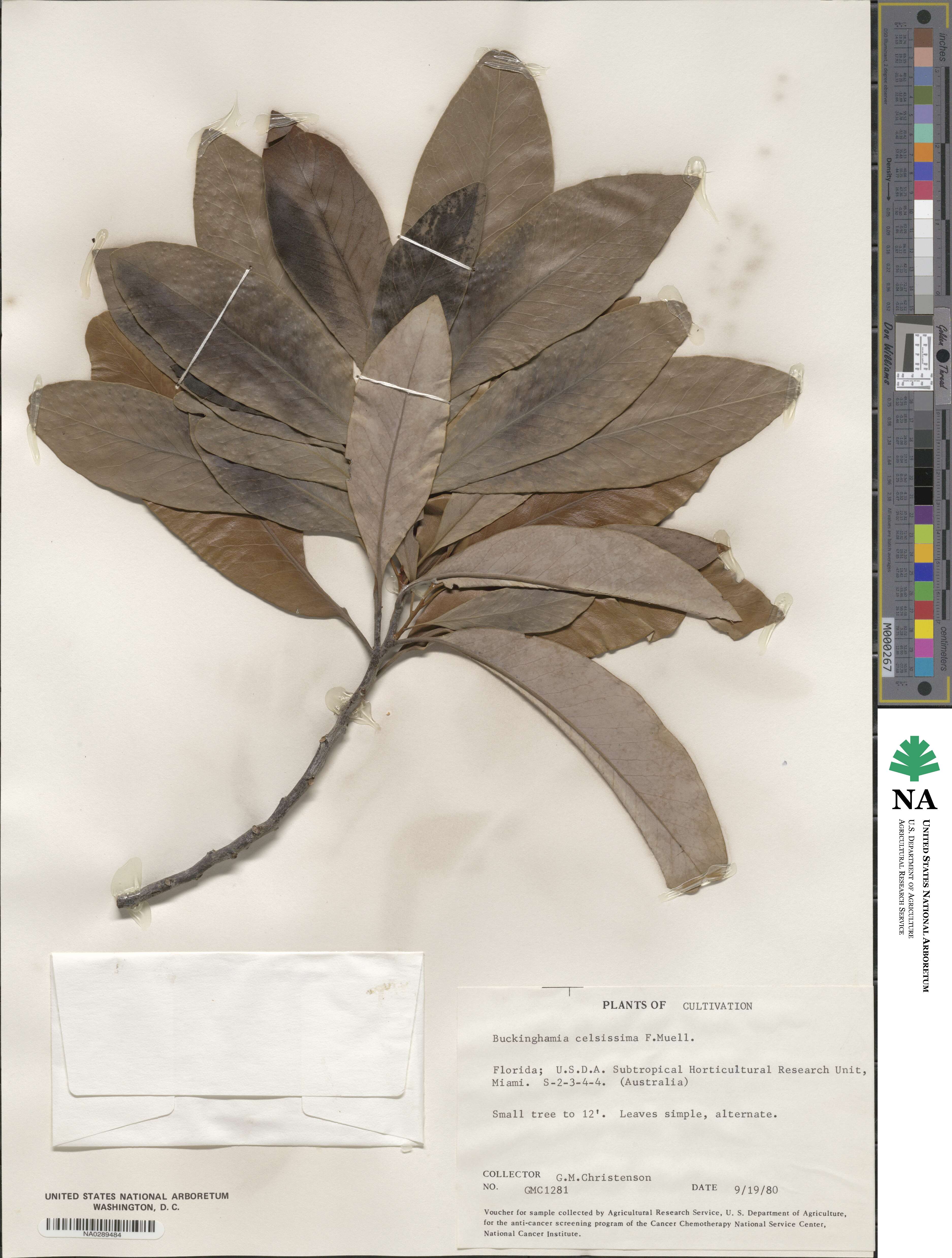 Buckinghamia celsissima image
