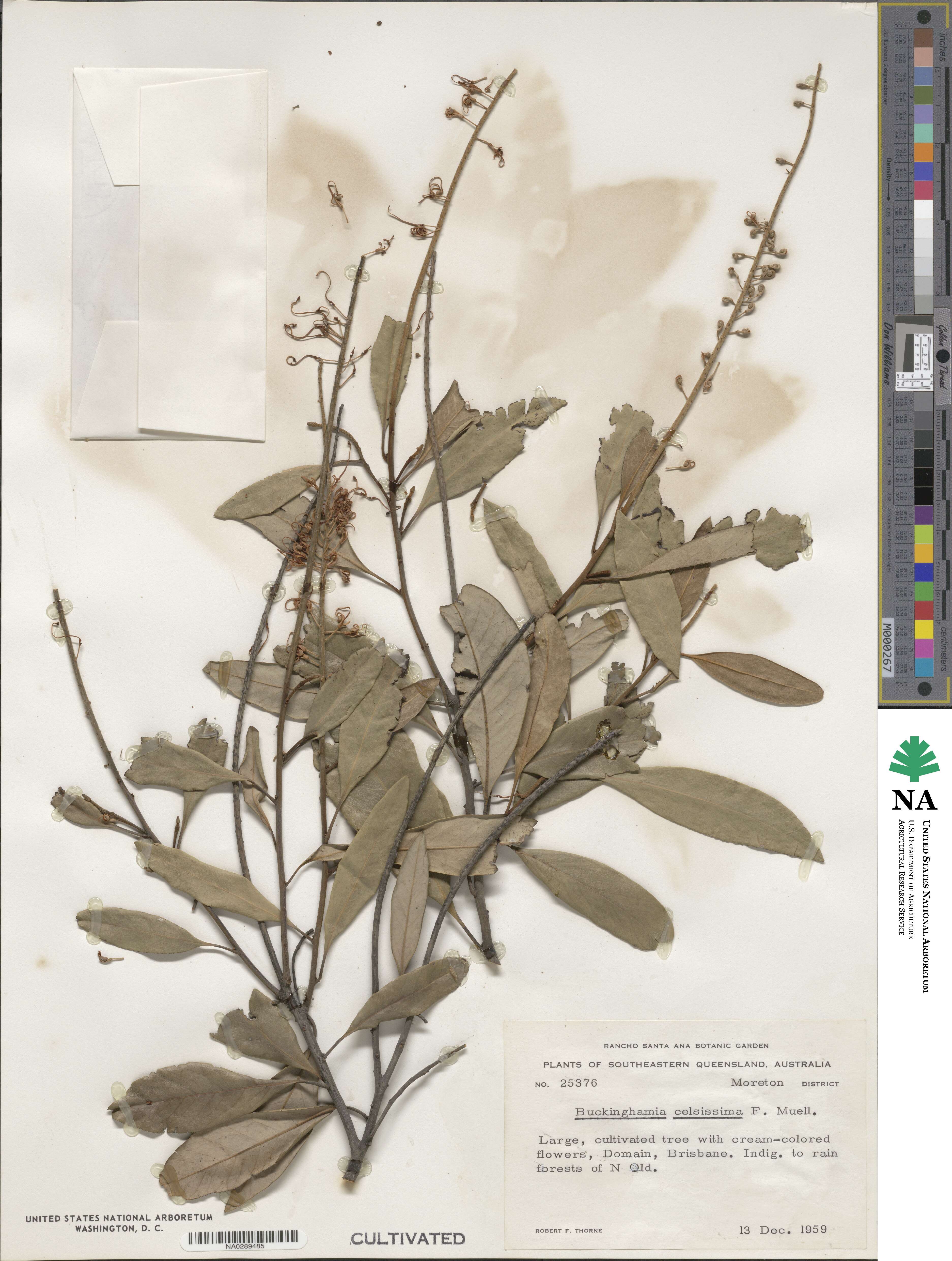 Buckinghamia image