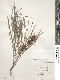 Grevillea pteridifolia image
