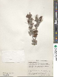 Image of Grevillea amplexans