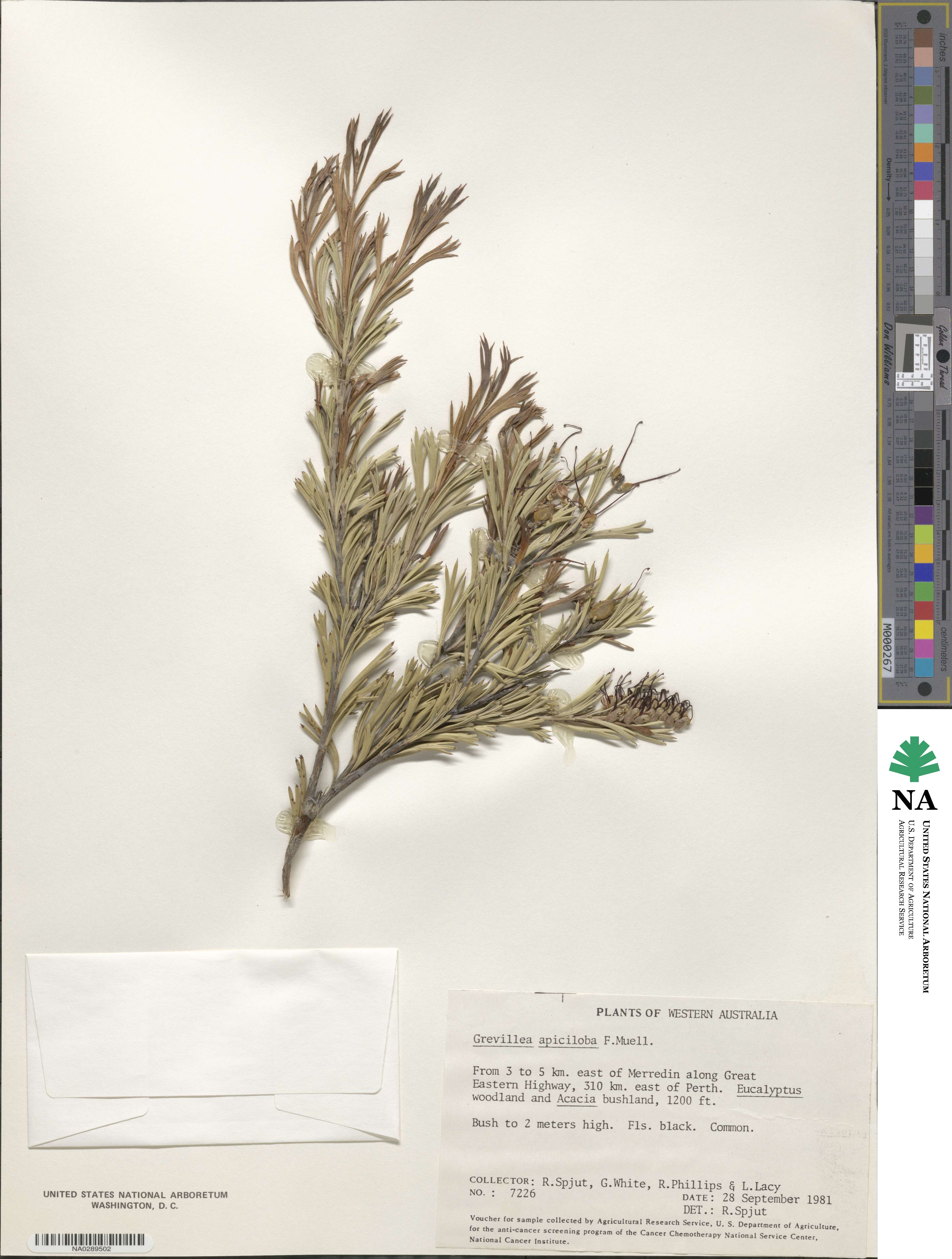 Grevillea hookeriana subsp. apiciloba image