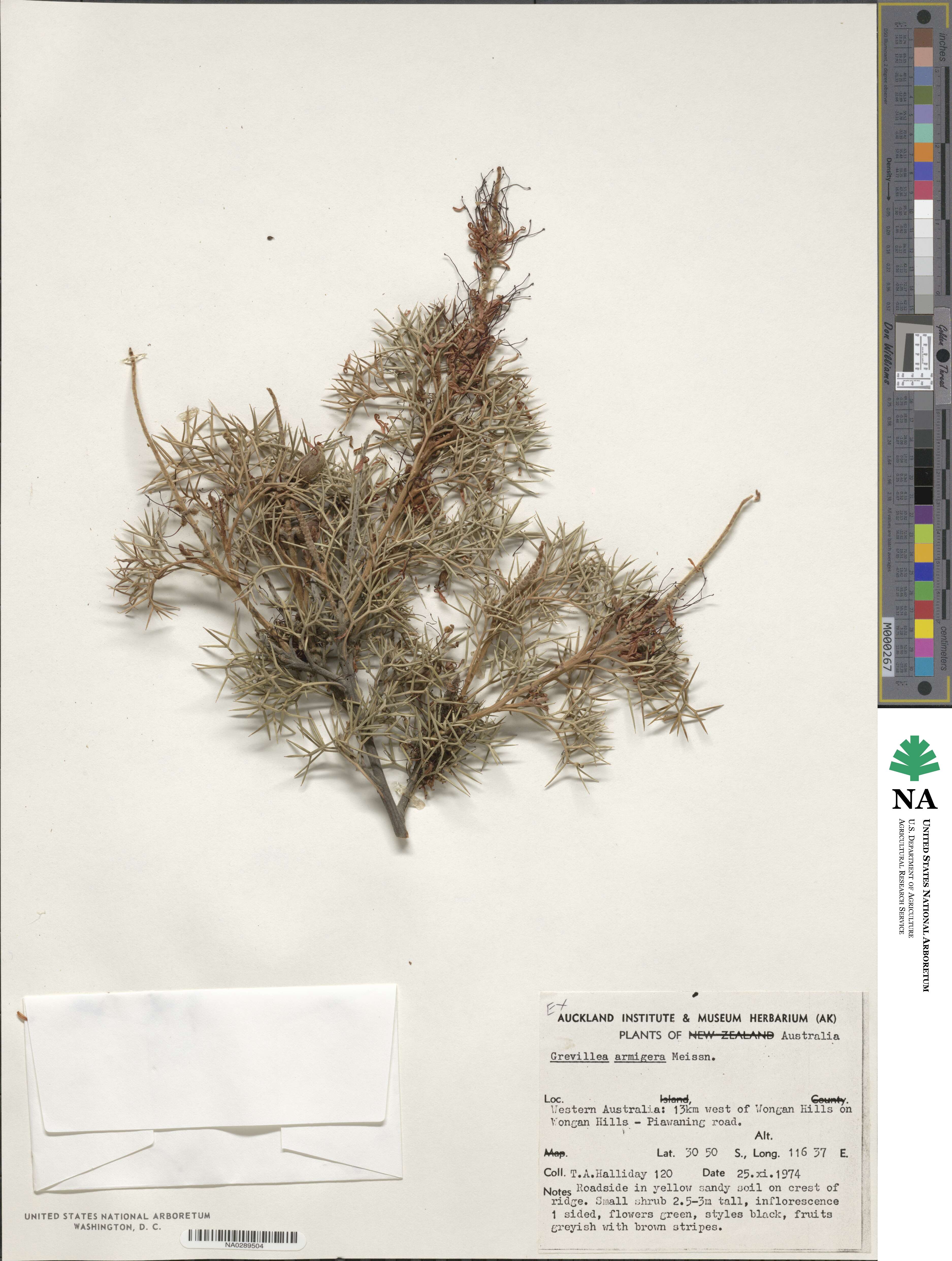 Grevillea armigera image