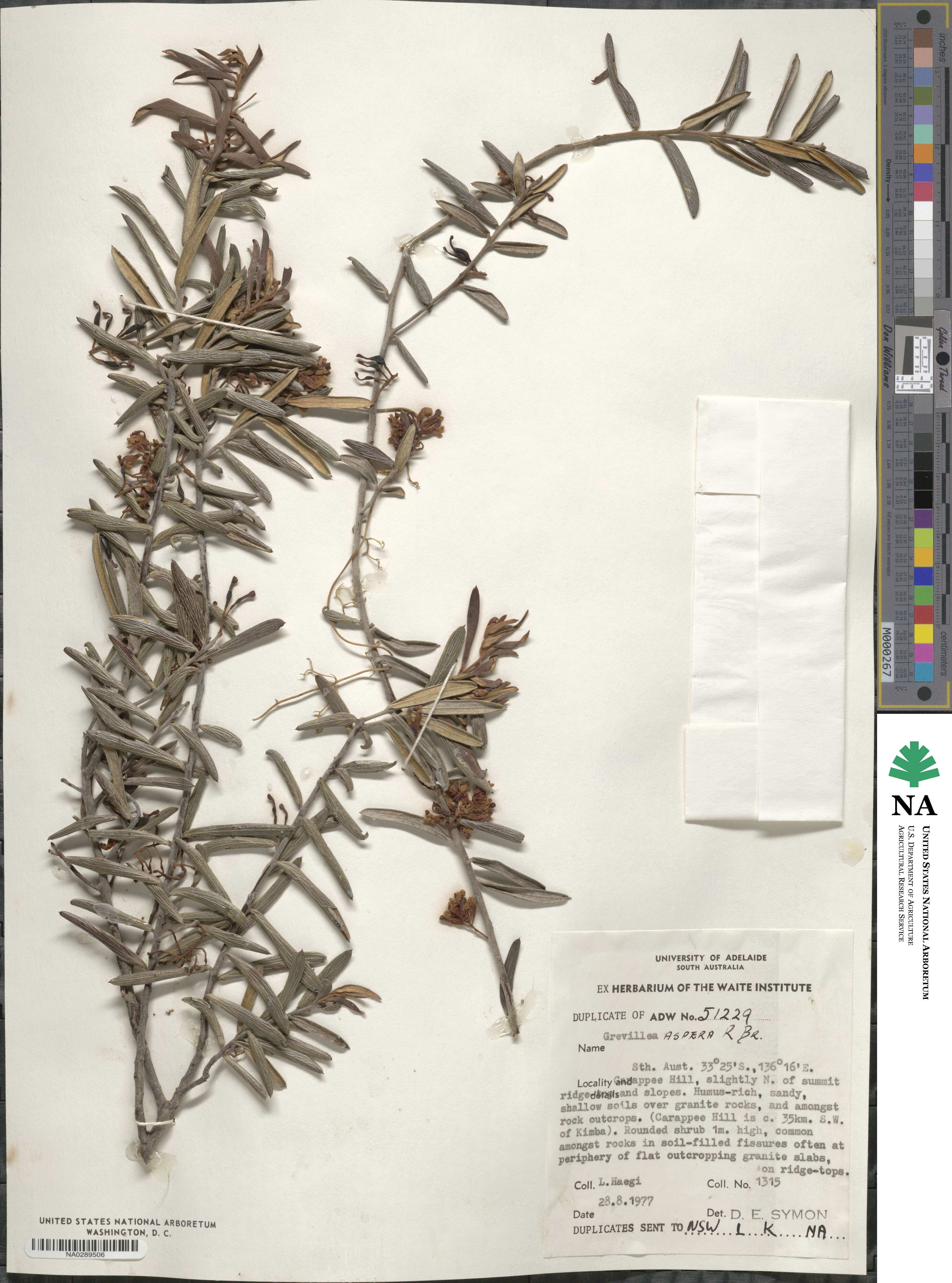 Grevillea aspera image