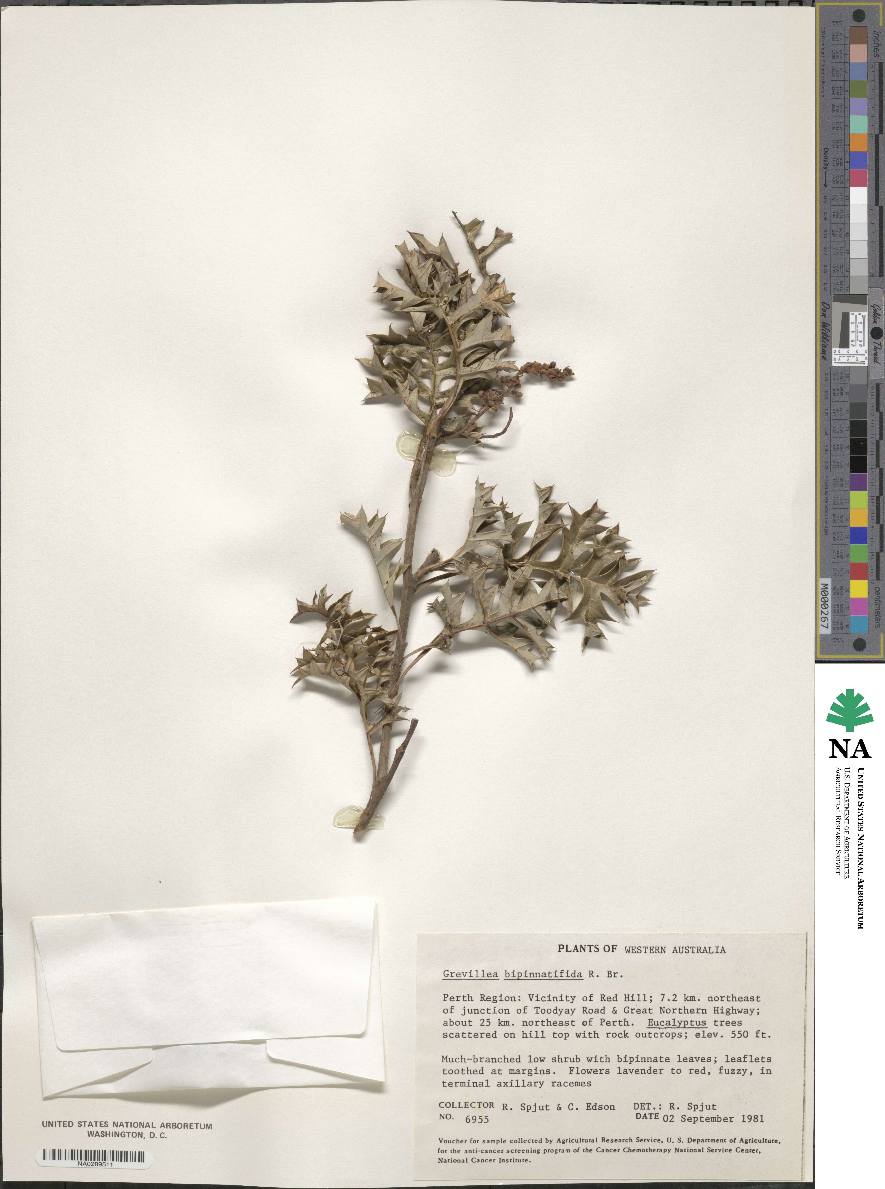 Grevillea bipinnatifida image