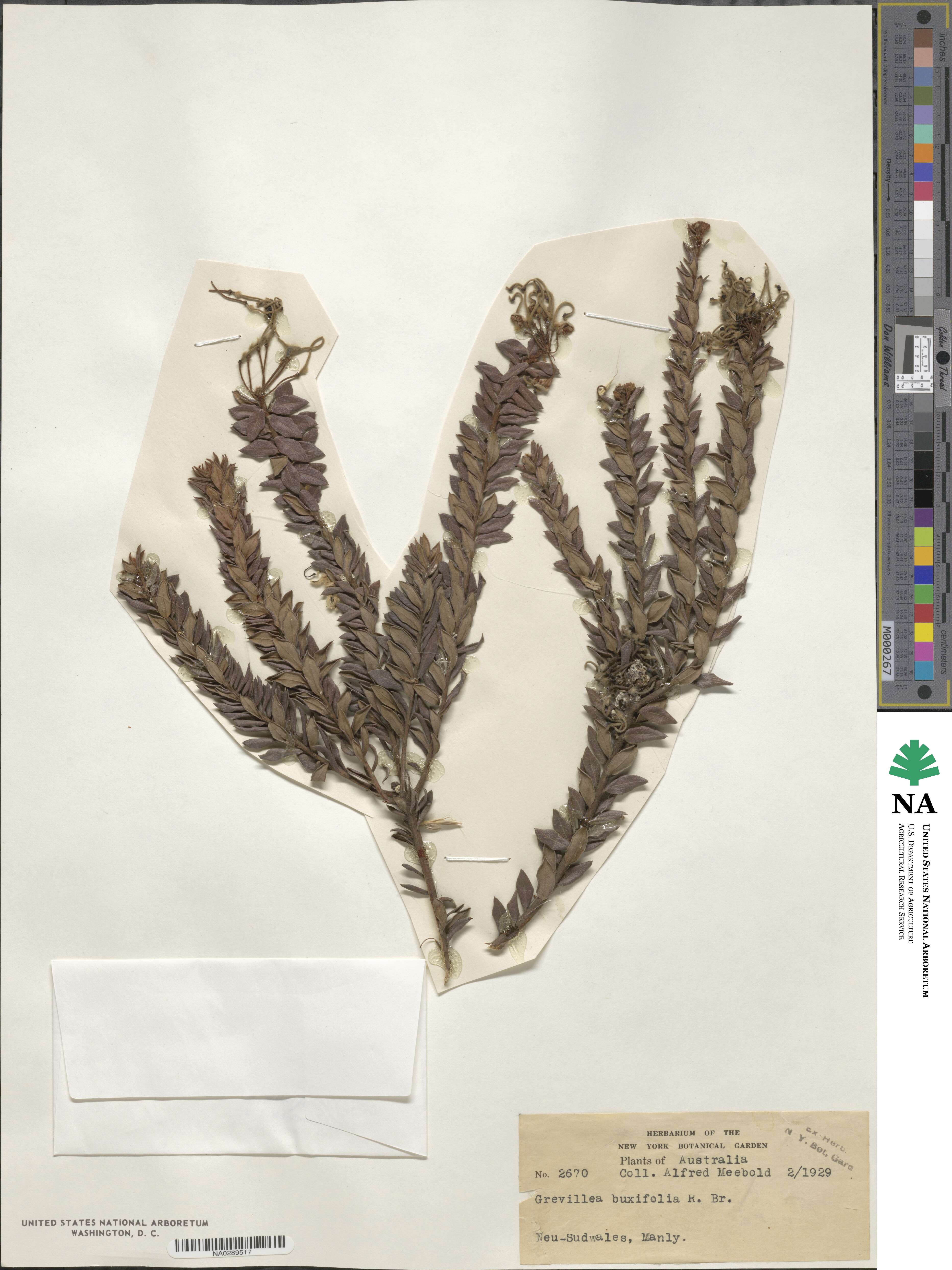 Grevillea buxifolia image