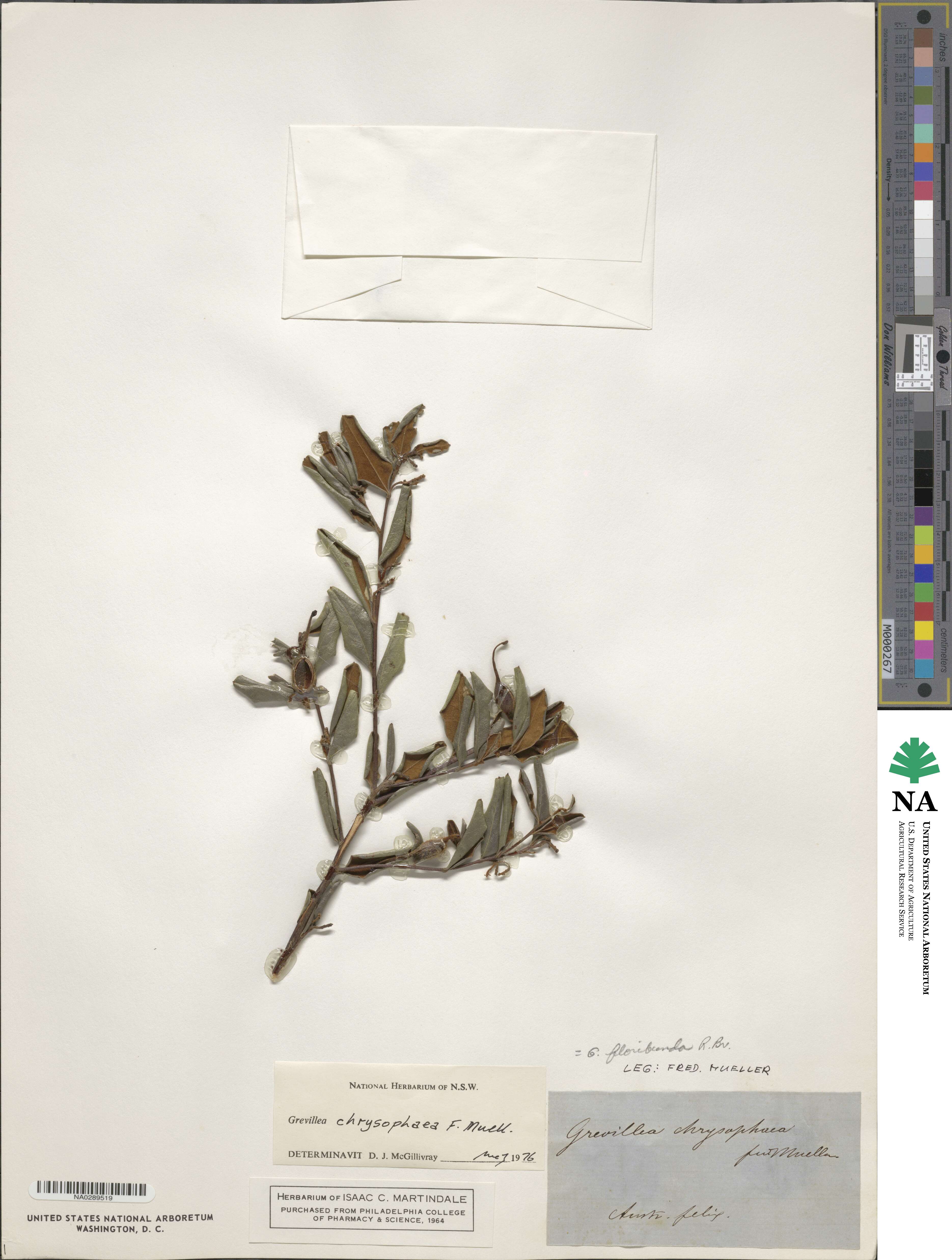 Grevillea chrysophaea image