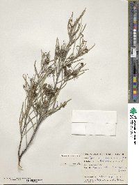 Image of Grevillea commutata