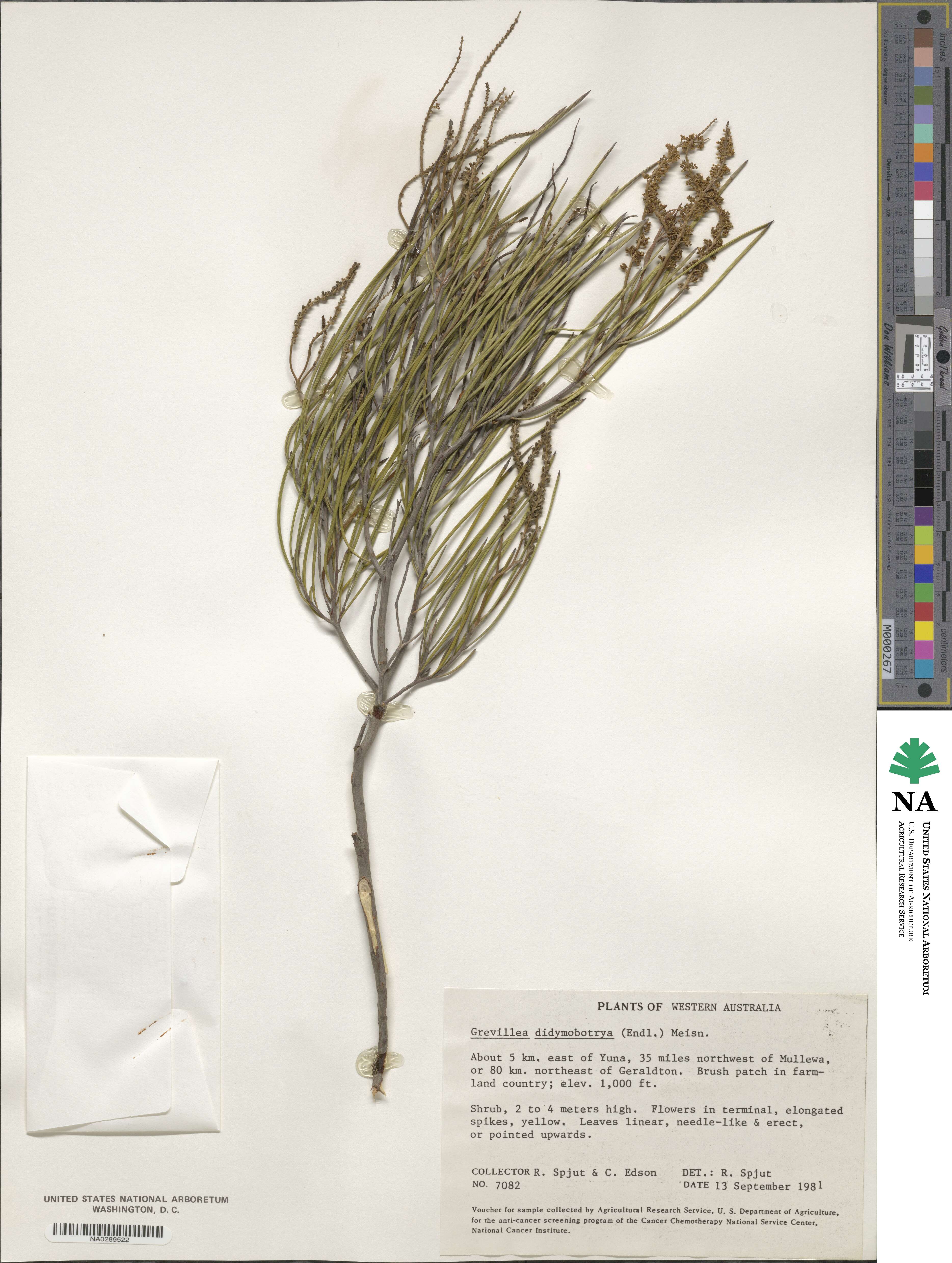 Grevillea didymobotrya image